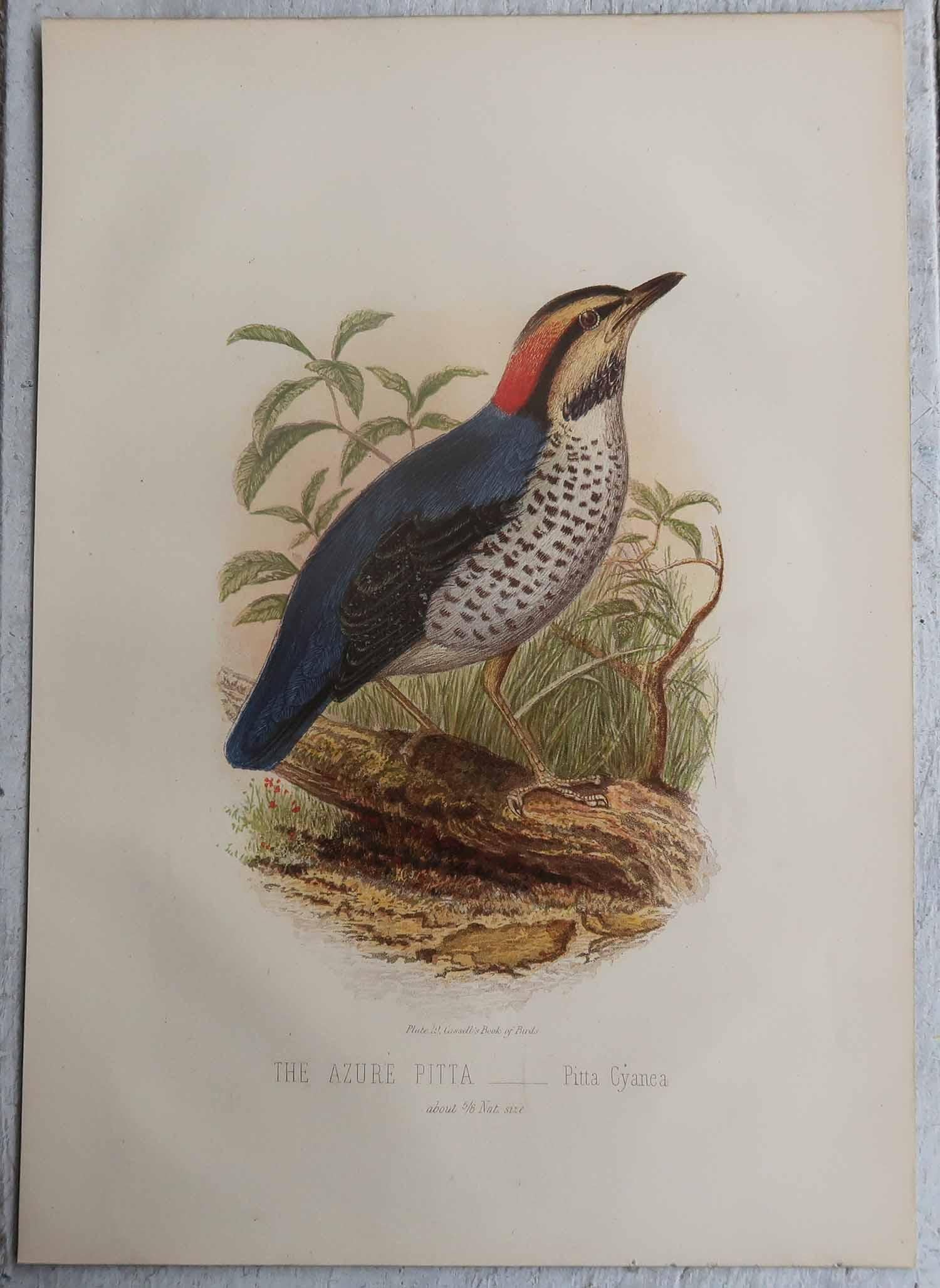Ensemble de 12 gravures anciennes originales d'oiseaux exotiques, C.I.C. en vente 4