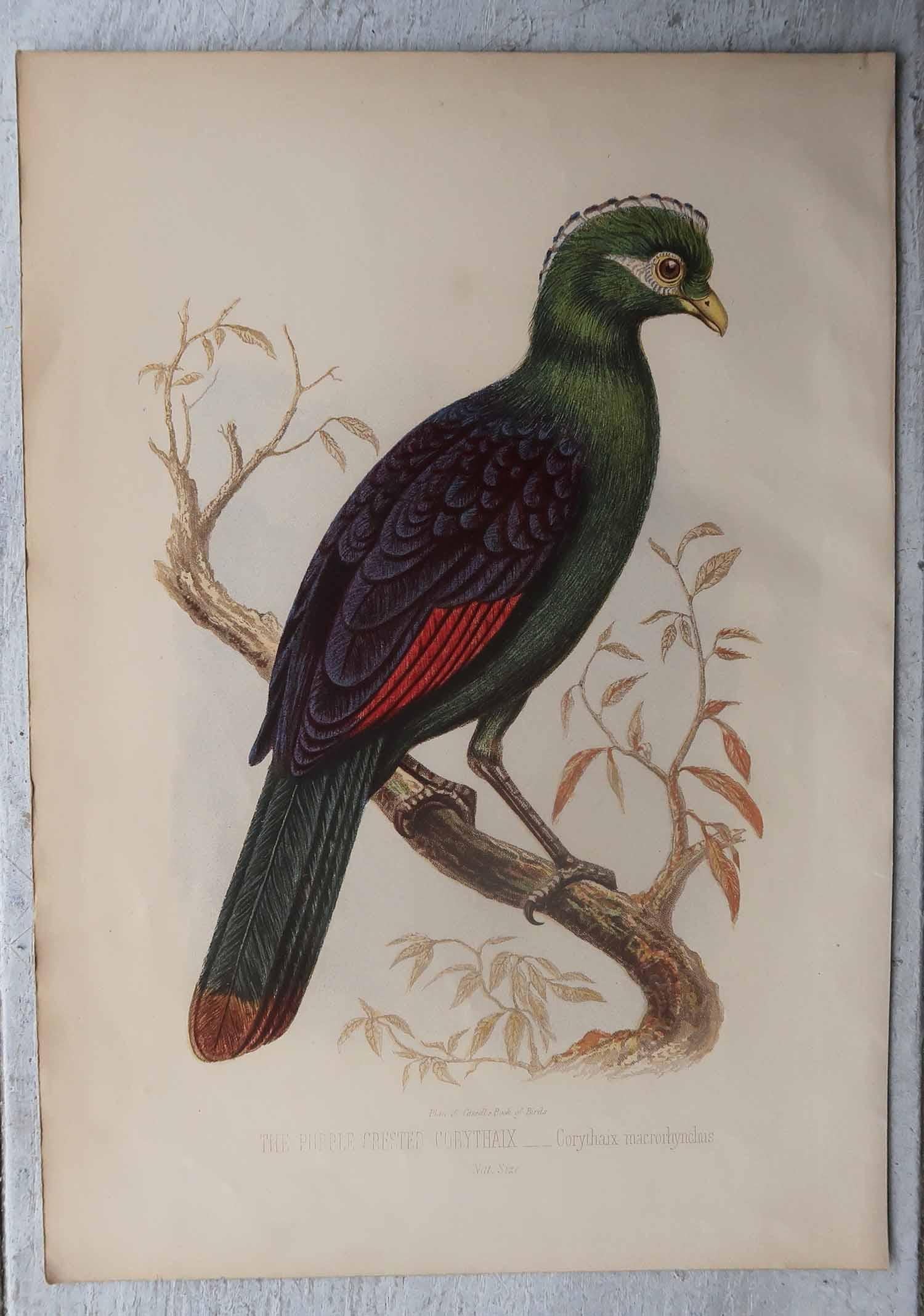 Ensemble de 12 gravures anciennes originales d'oiseaux exotiques, C.I.C. en vente 5