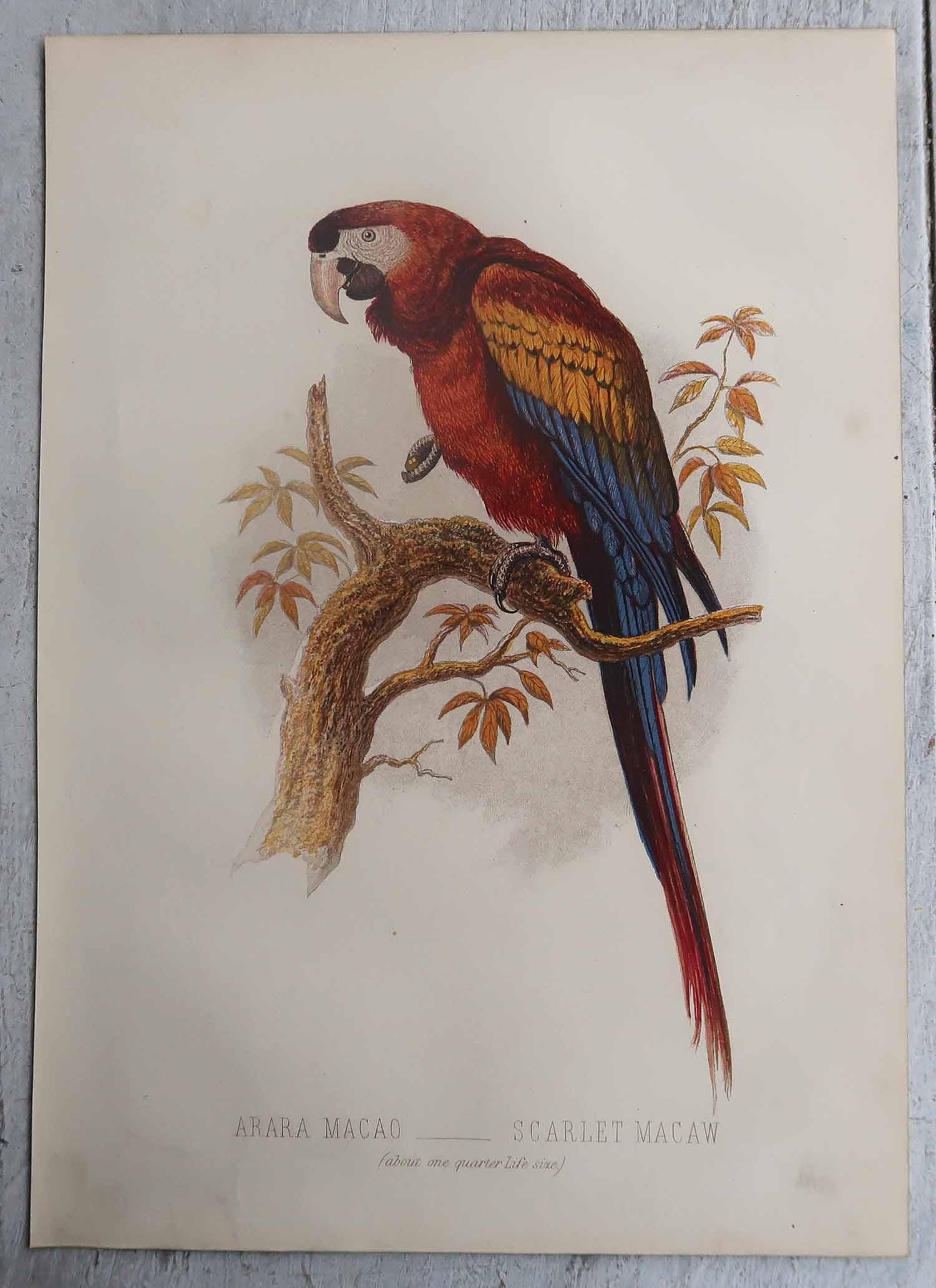 Ensemble de 12 gravures anciennes originales d'oiseaux exotiques, C.I.C. en vente 6