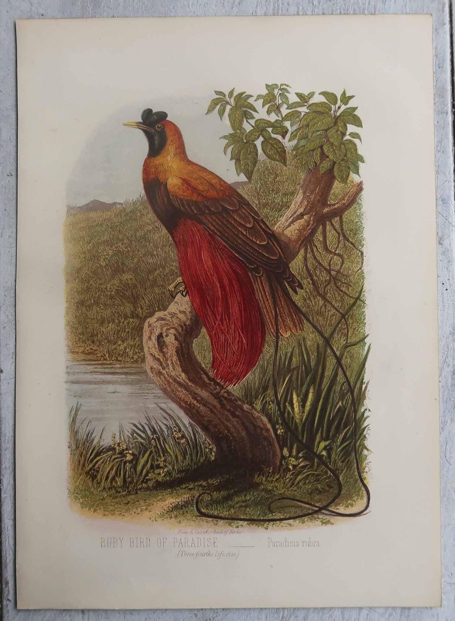 Merveilleuses empreintes d'oiseaux

Chromo-lithographies

Publié par Cassell, C.C.1880.

La mesure indiquée se rapporte à l'un des tirages

Non encadré.

Expédition gratuite



