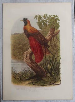 Set of 12 Original Antique Prints of Exotic Birds, C.1880.
