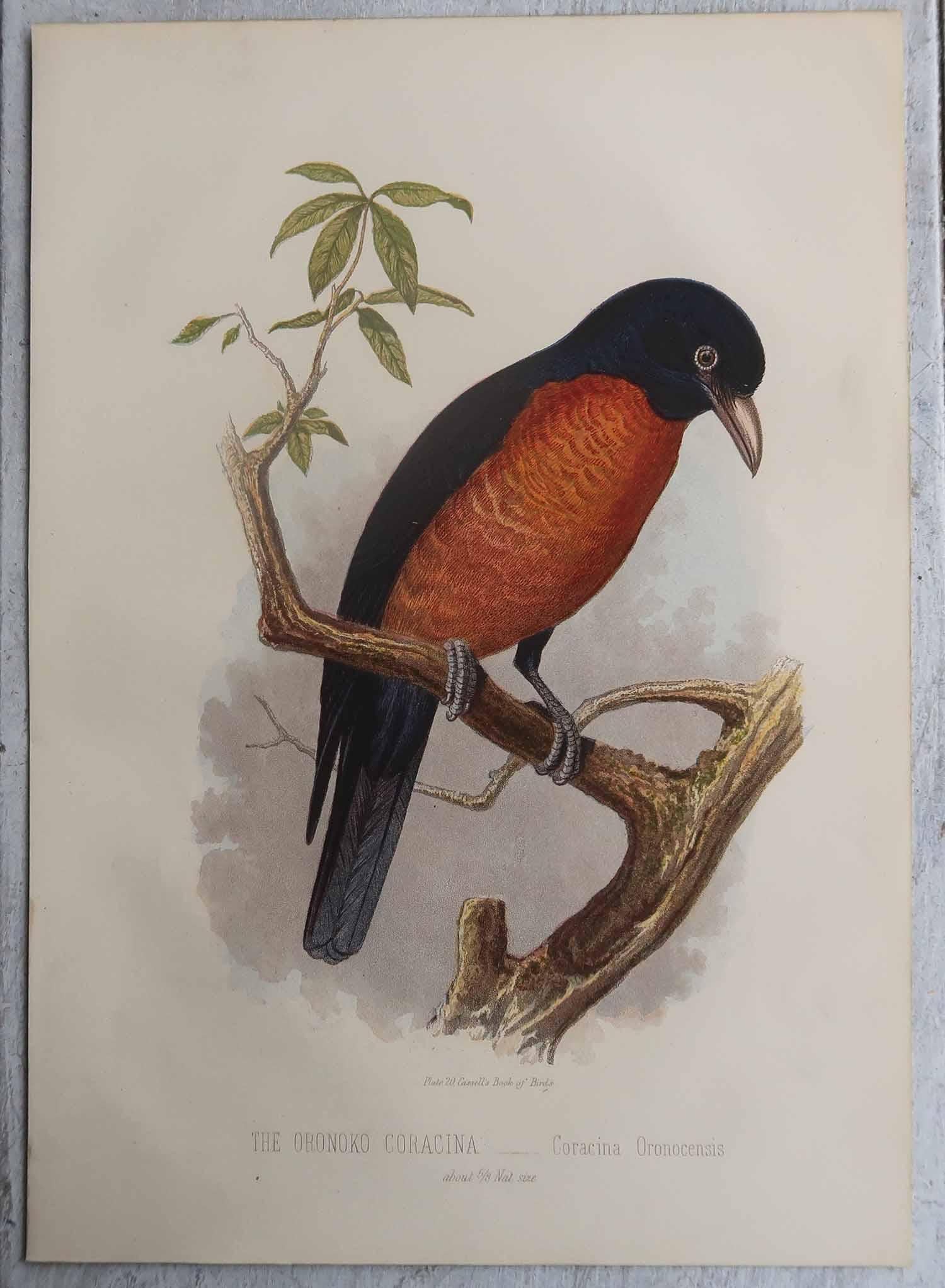 Anglais Ensemble de 12 gravures anciennes originales d'oiseaux exotiques, C.I.C. en vente