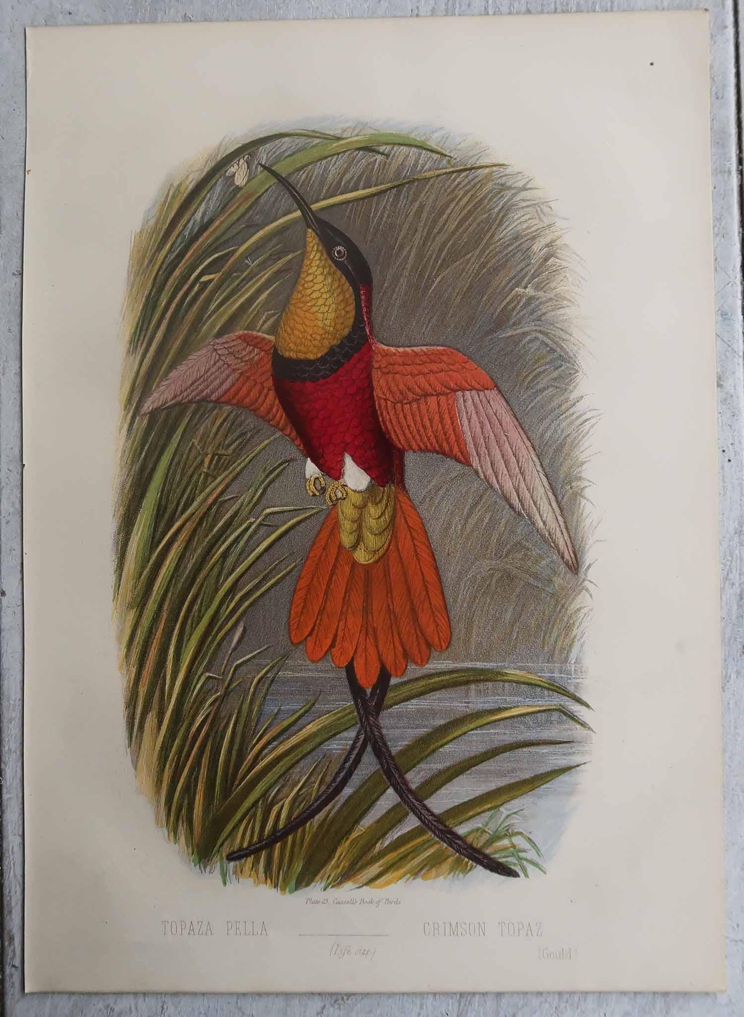 Autre Ensemble de 12 gravures anciennes originales d'oiseaux exotiques, C.I.C. en vente