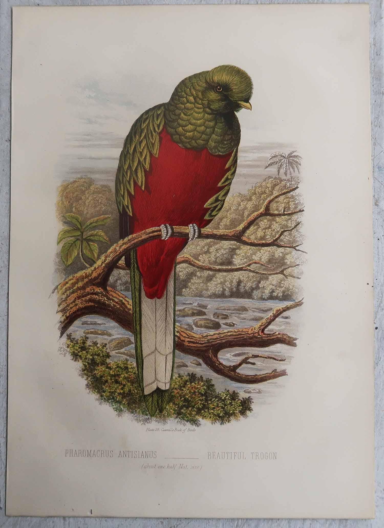 Ensemble de 12 gravures anciennes originales d'oiseaux exotiques, C.I.C. Bon état - En vente à St Annes, Lancashire