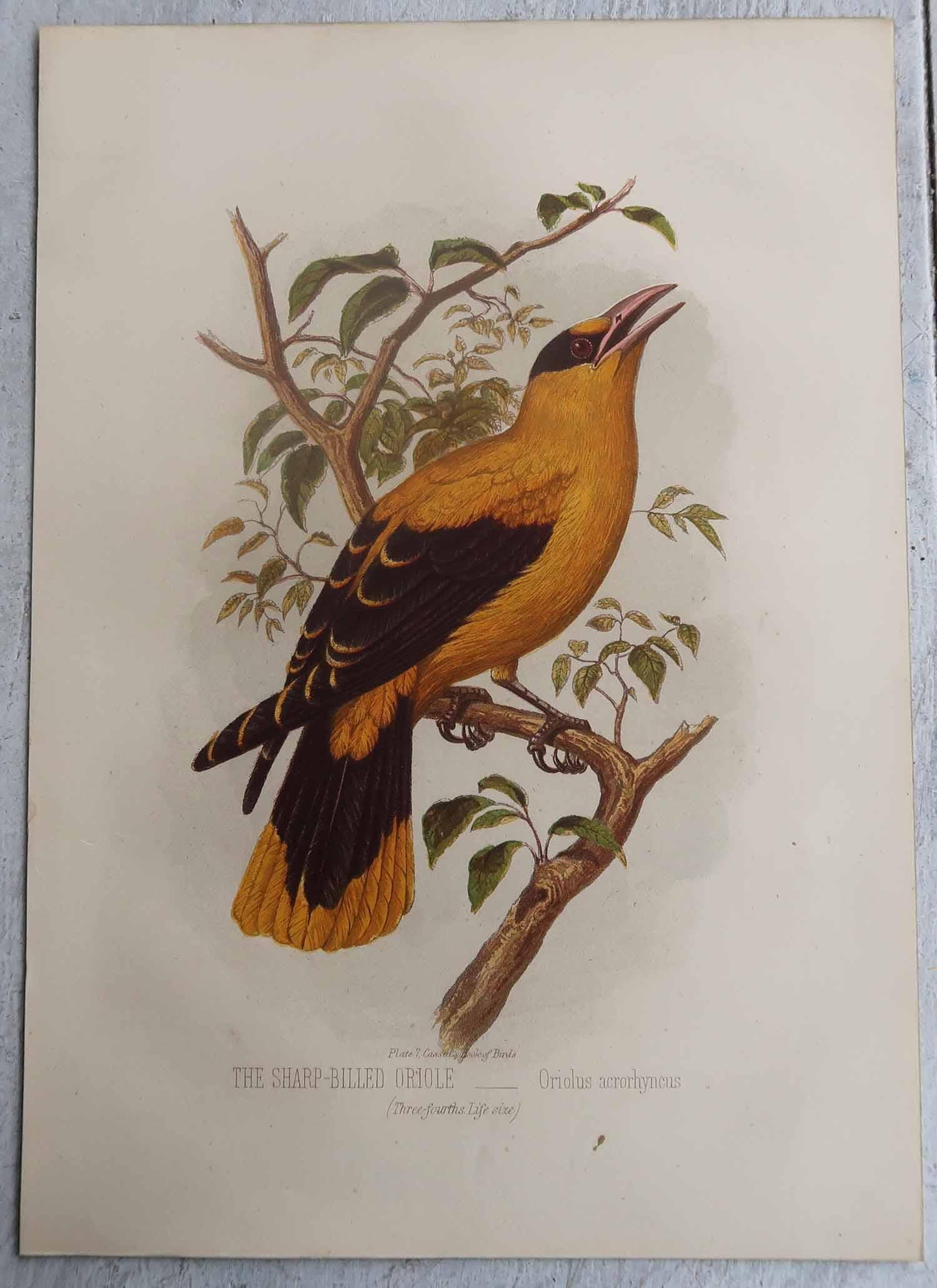 Fin du XIXe siècle Ensemble de 12 gravures anciennes originales d'oiseaux exotiques, C.I.C. en vente