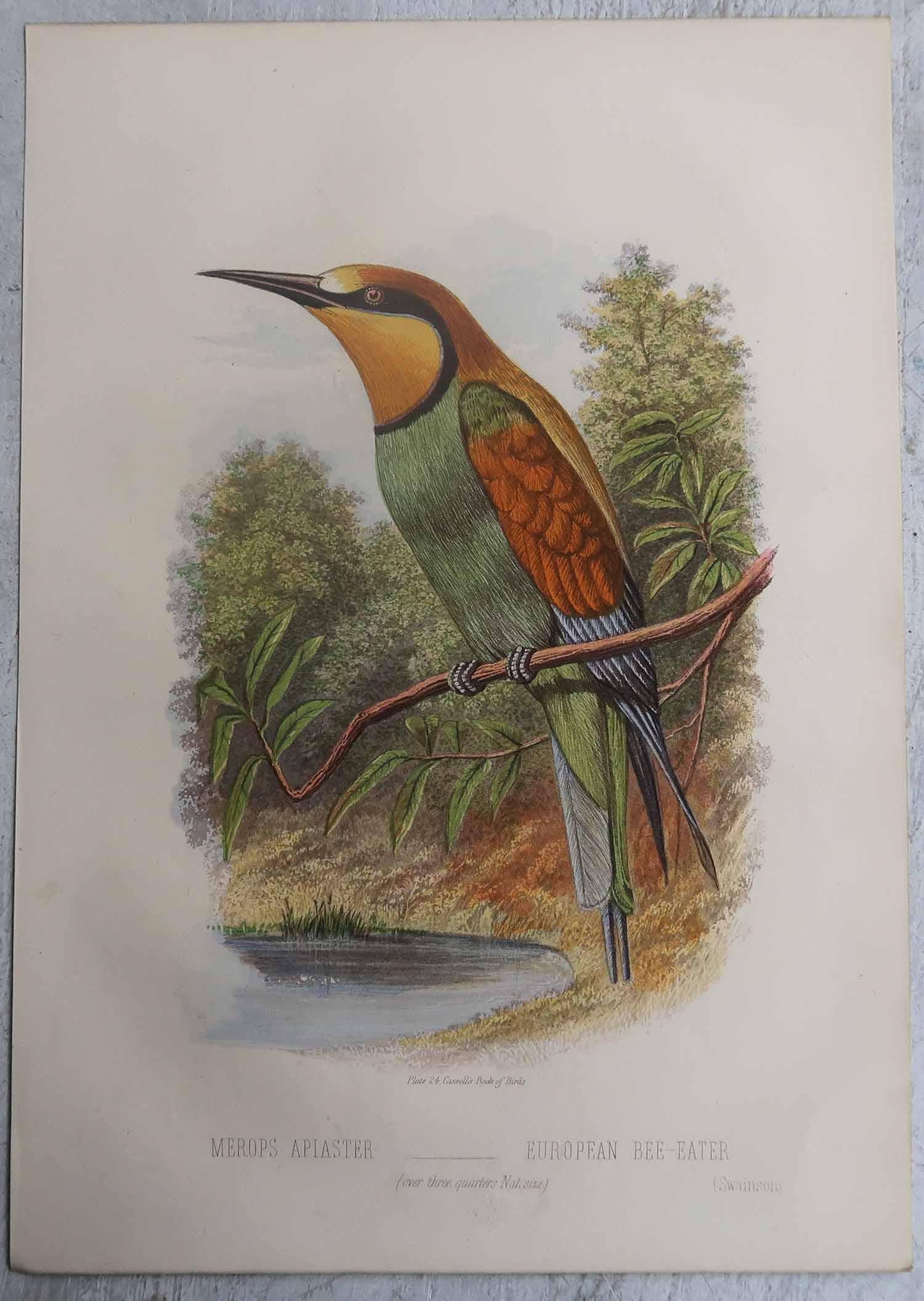 Papier Ensemble de 12 gravures anciennes originales d'oiseaux exotiques, C.I.C. en vente