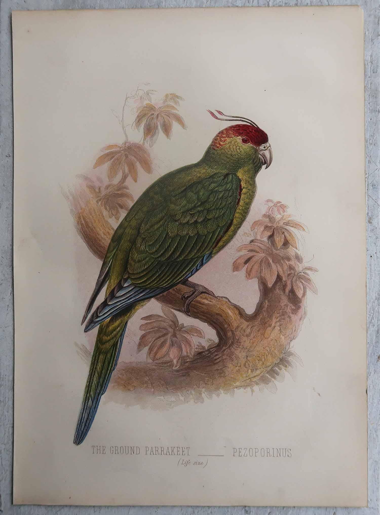 Ensemble de 12 gravures anciennes originales d'oiseaux exotiques, C.I.C. en vente 1
