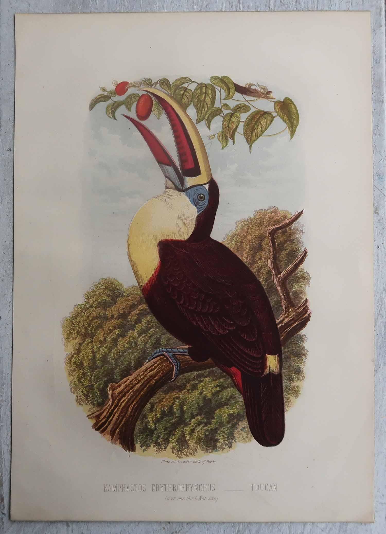 Ensemble de 12 gravures anciennes originales d'oiseaux exotiques, C.I.C. en vente 2