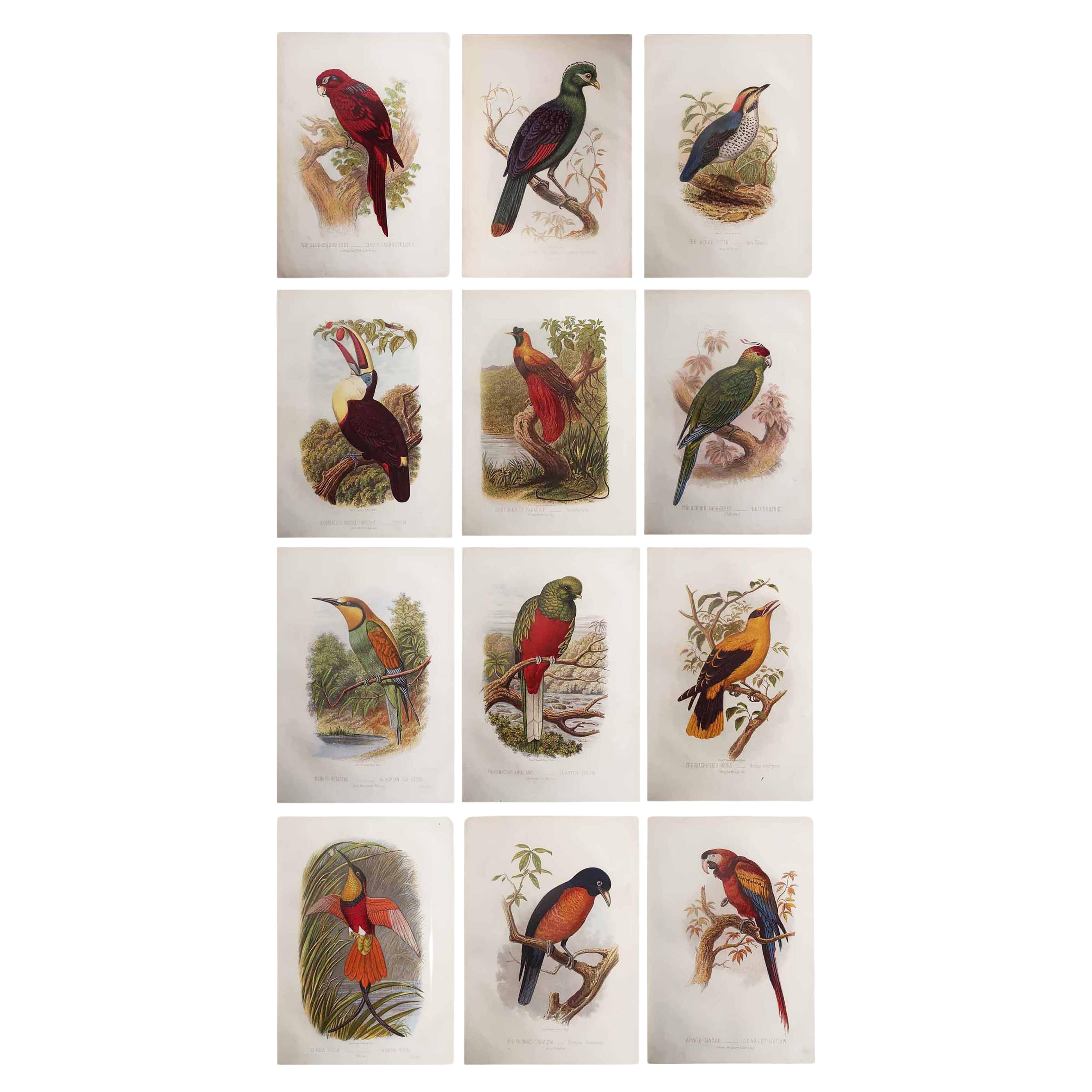 Ensemble de 12 gravures anciennes originales d
oiseaux exotiques, C.I.C.