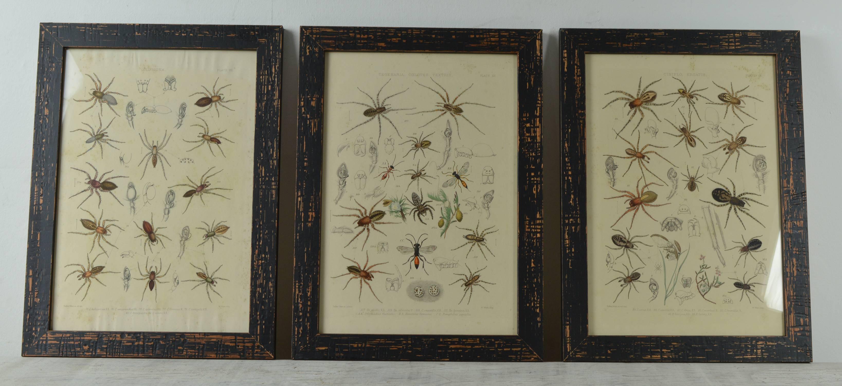 Victorian Set of 12 Original Antique Prints of Spiders, 1861