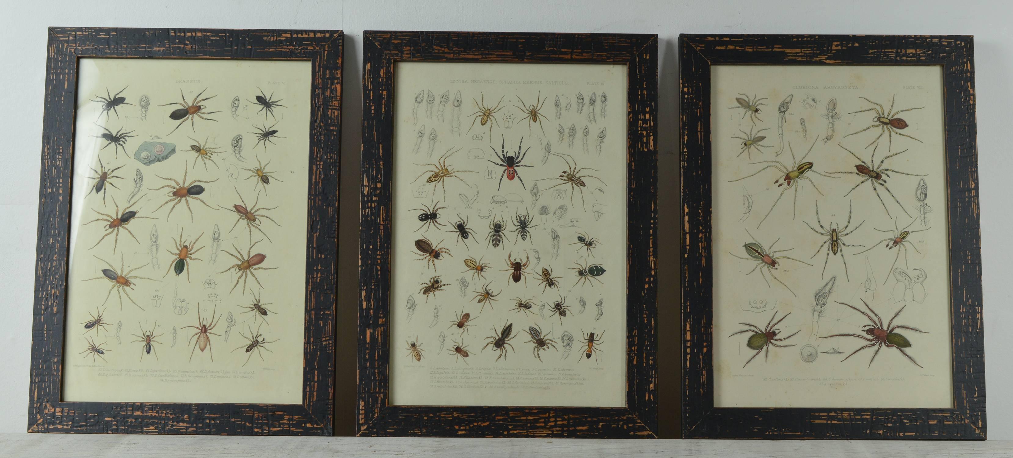Other Set of 12 Original Antique Prints of Spiders, 1861