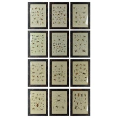 Set of 12 Original Antique Prints of Spiders, 1861