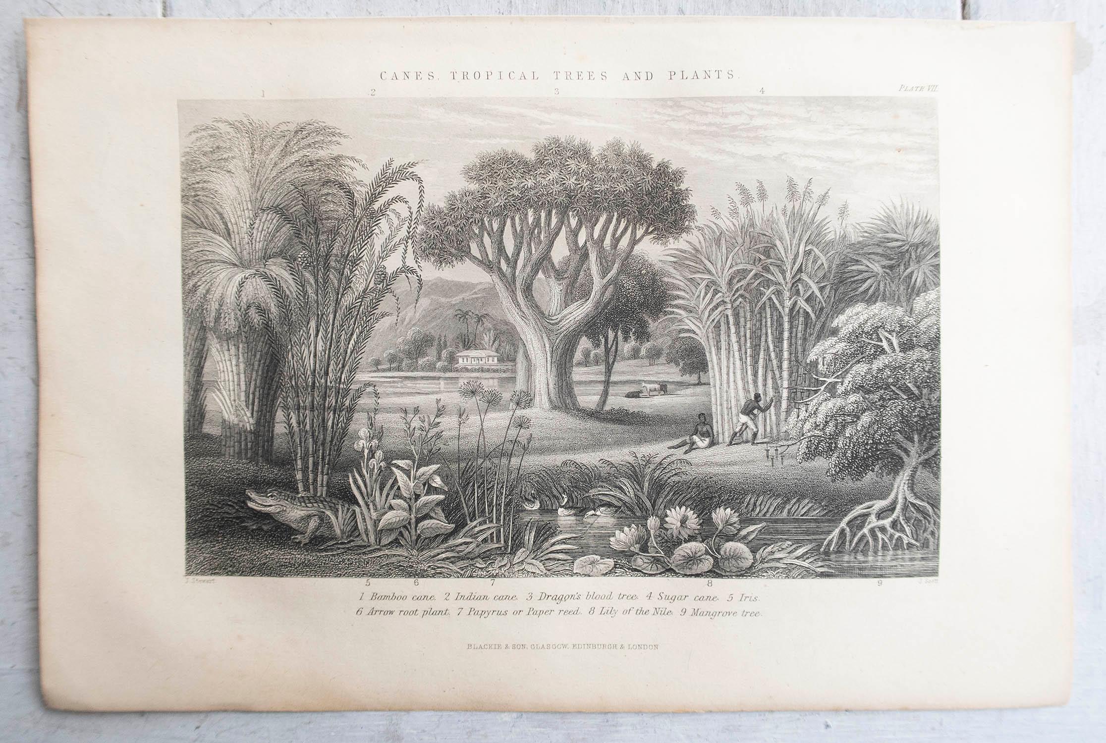 Set of 12 Original Antique Prints of Trees. C.1870 For Sale 3