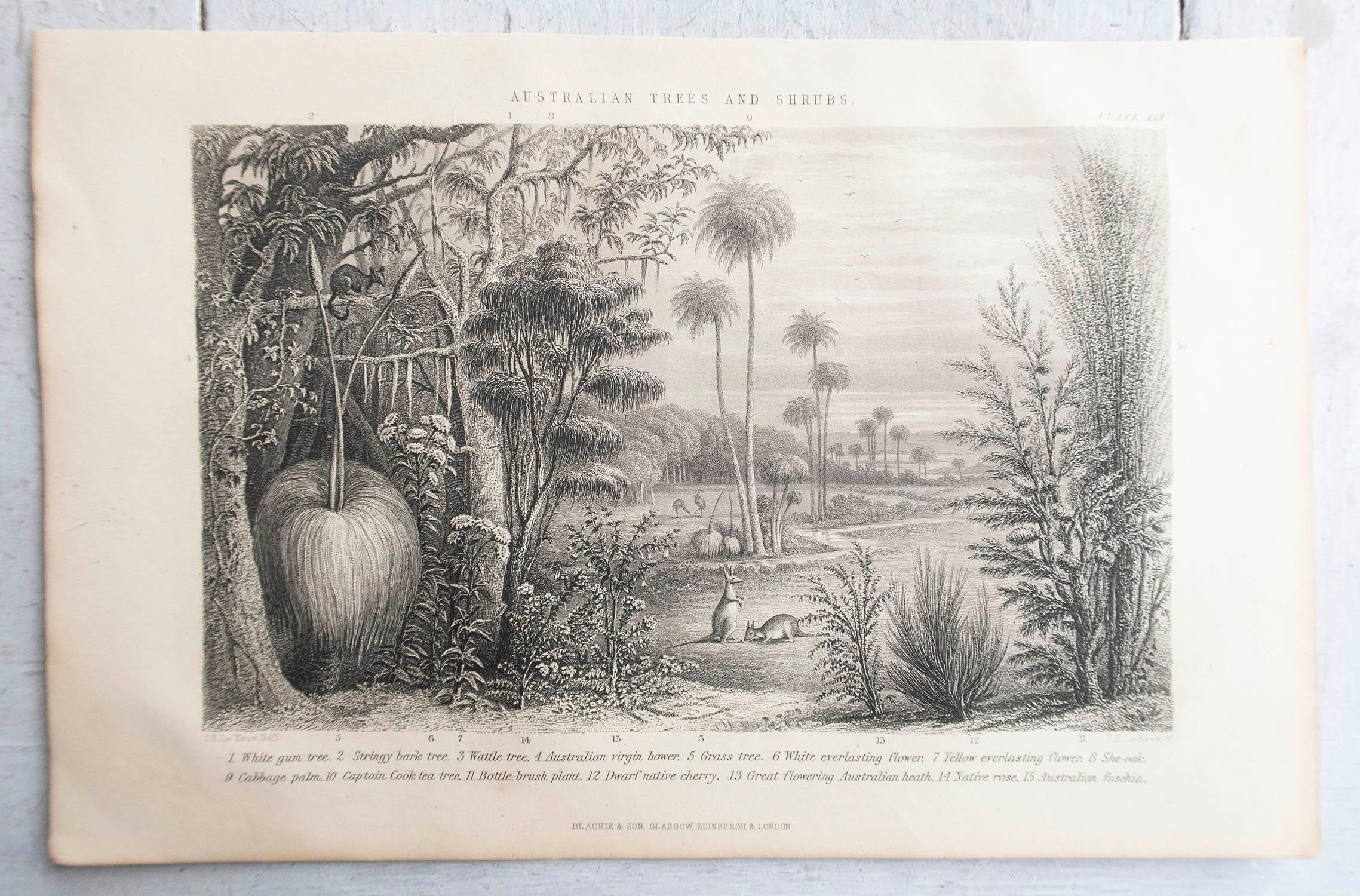 Set of 12 Original Antique Prints of Trees. C.1870 For Sale 5