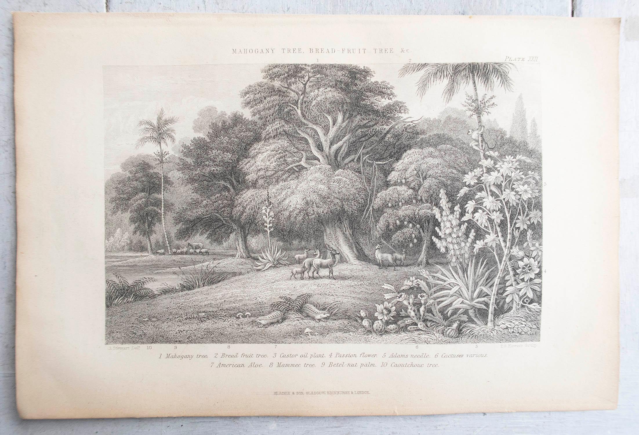Great images of trees

Steel engravings 

Published by Blackie. C.1870

Unframed.

Free shipping.