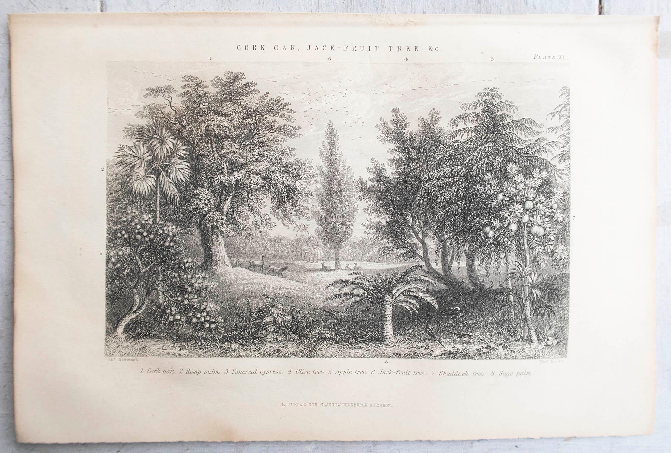 English Set of 12 Original Antique Prints of Trees. C.1870 For Sale