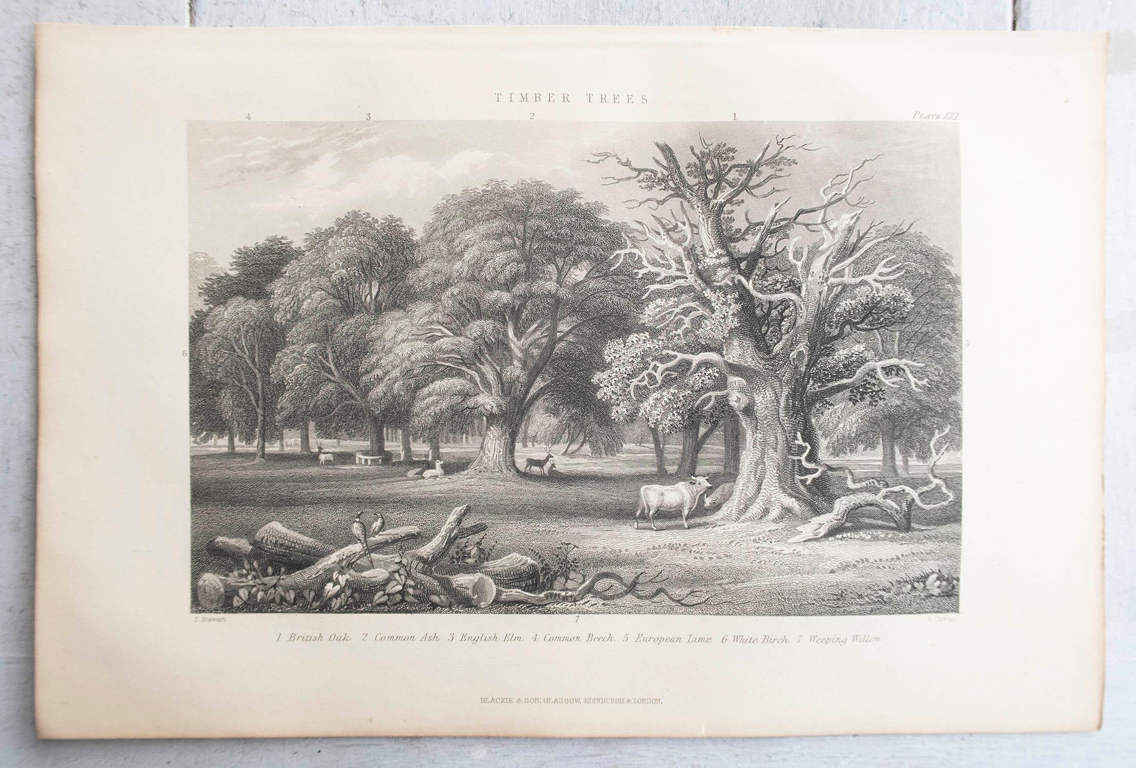 Other Set of 12 Original Antique Prints of Trees. C.1870 For Sale