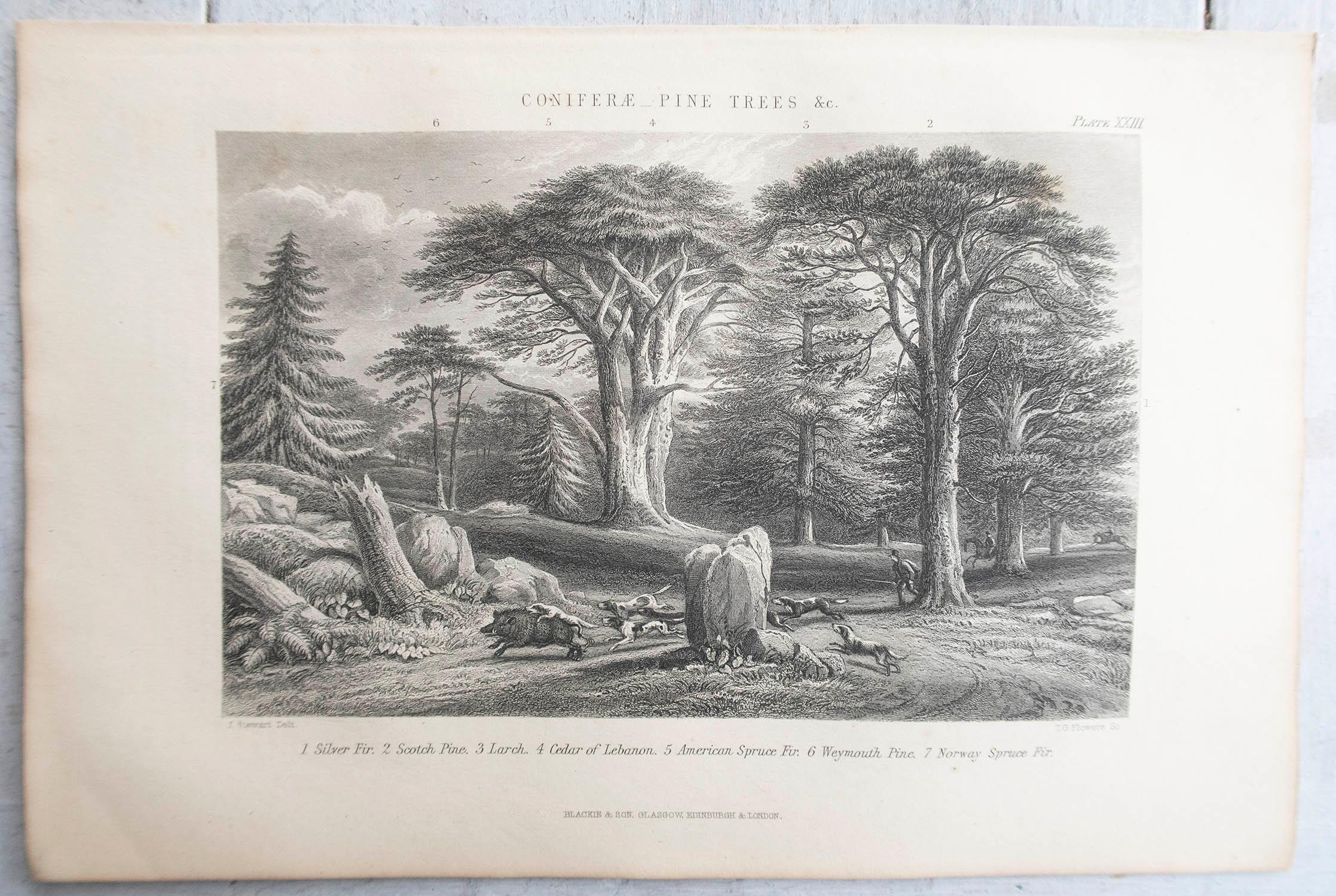 Set of 12 Original Antique Prints of Trees. C.1870 In Good Condition For Sale In St Annes, Lancashire