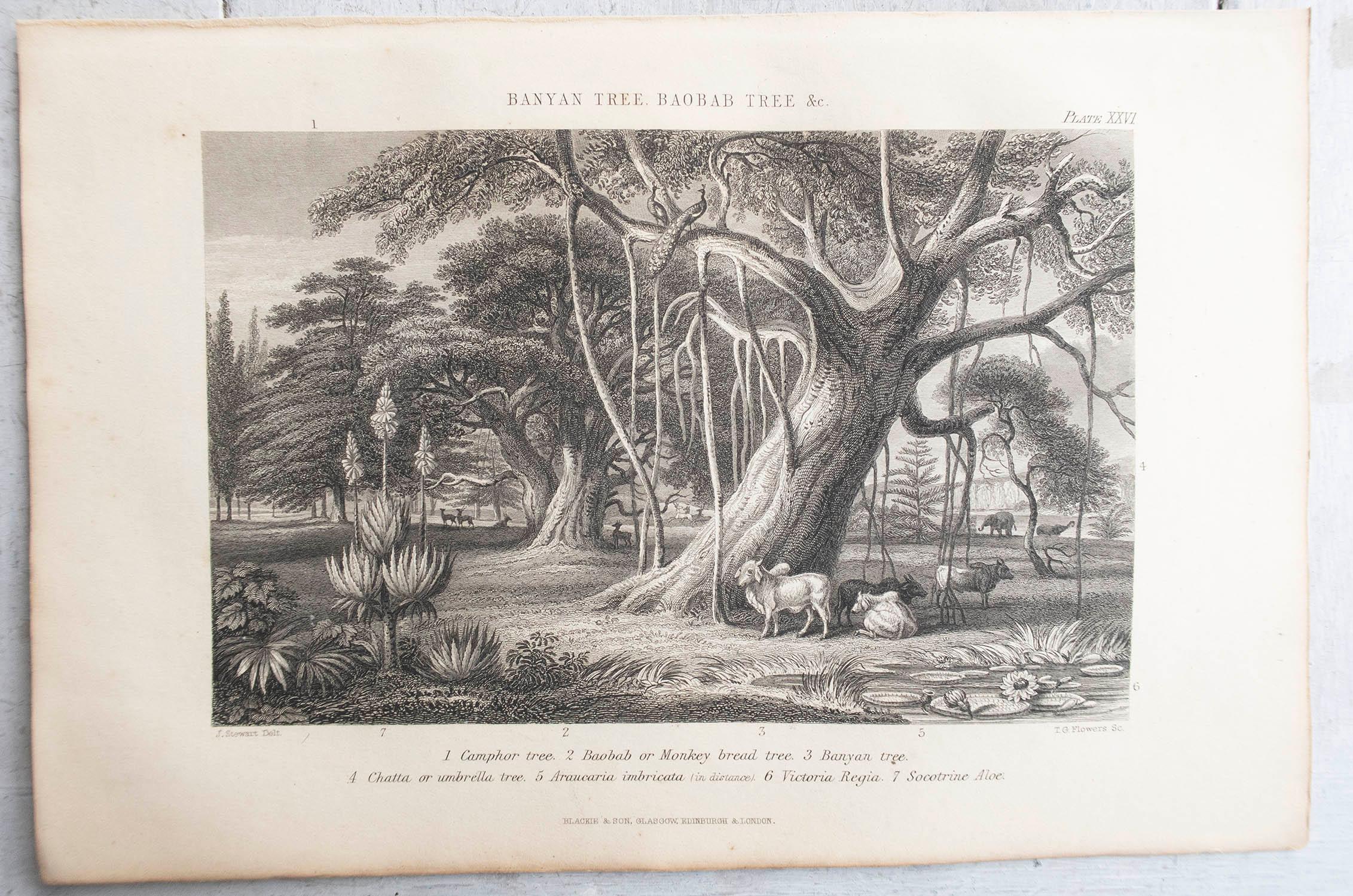 Late 19th Century Set of 12 Original Antique Prints of Trees. C.1870 For Sale