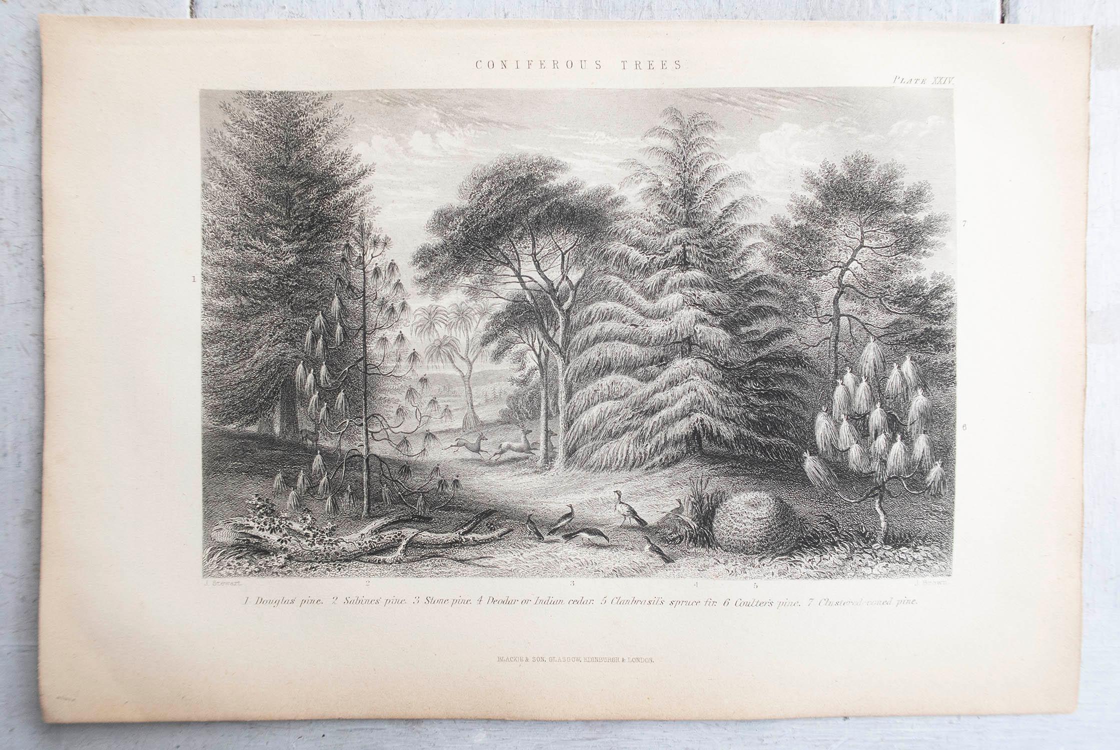 Paper Set of 12 Original Antique Prints of Trees. C.1870 For Sale