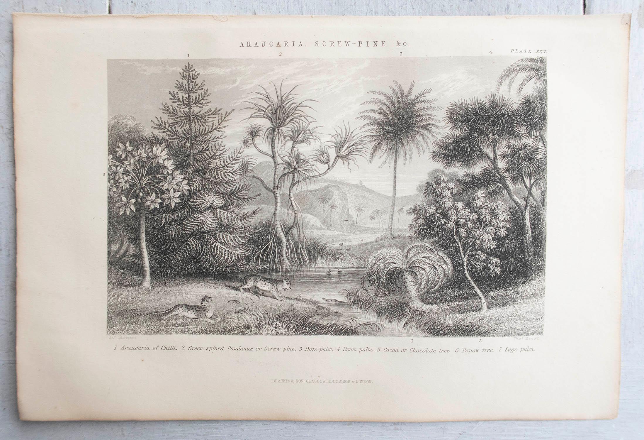 Set of 12 Original Antique Prints of Trees. C.1870 For Sale 1