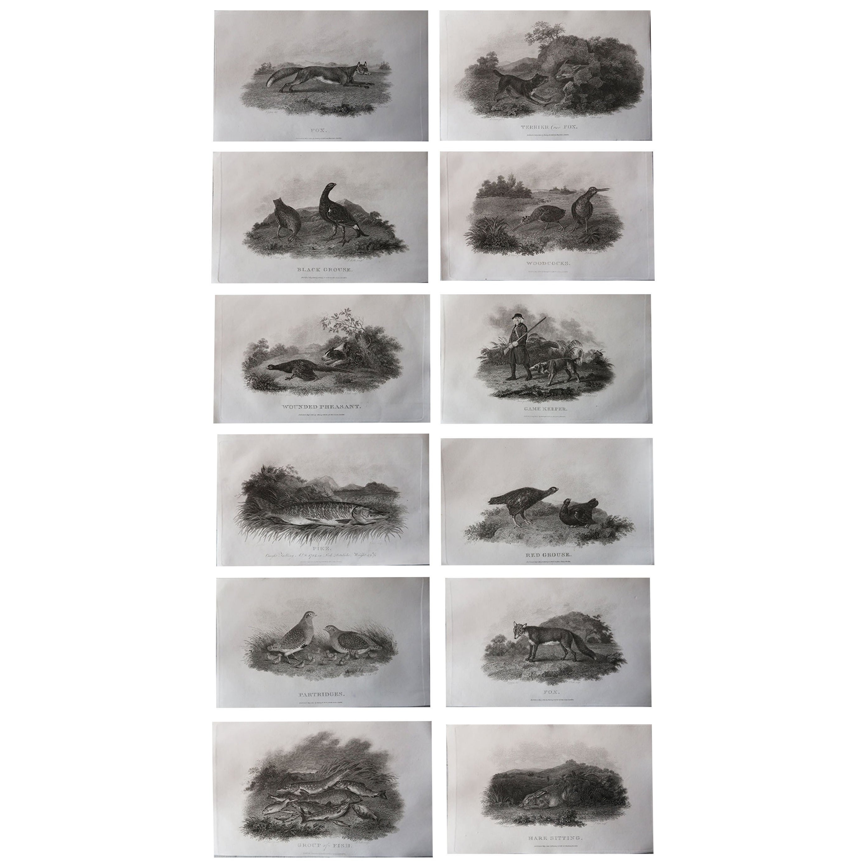 Set of 12 Original Antique Sporting Prints. Dated 1801