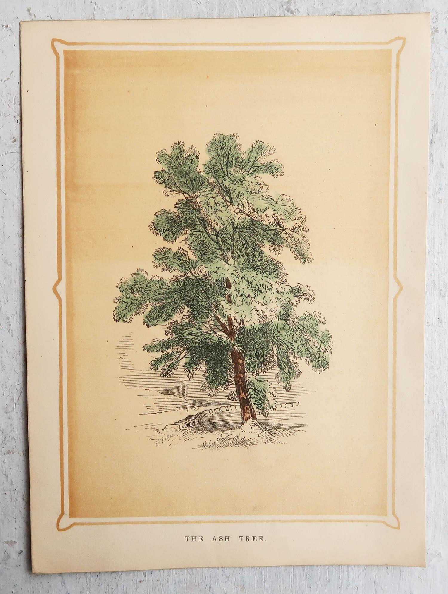 Set of 12 Original Antique Prints of Trees, circa 1850 1