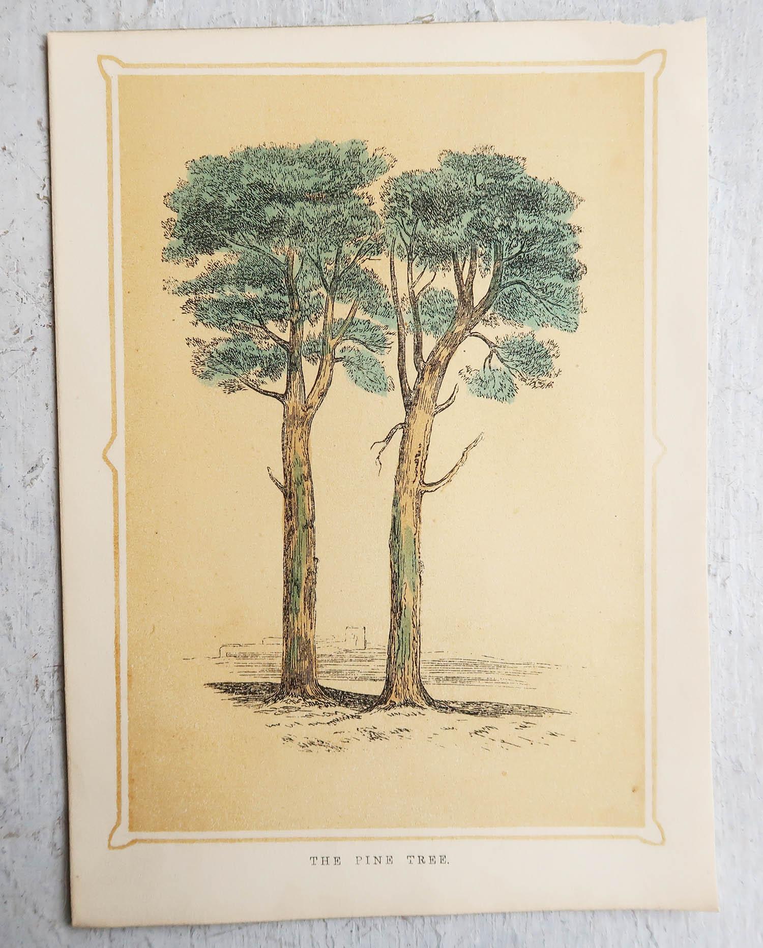 Set of 12 Original Antique Prints of Trees, circa 1850 2