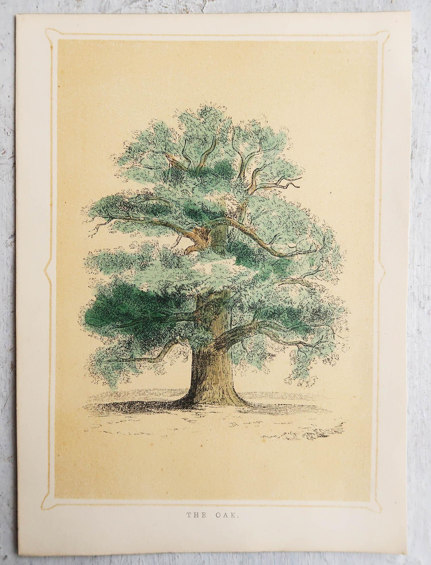 Set of 12 Original Antique Prints of Trees, circa 1850 3
