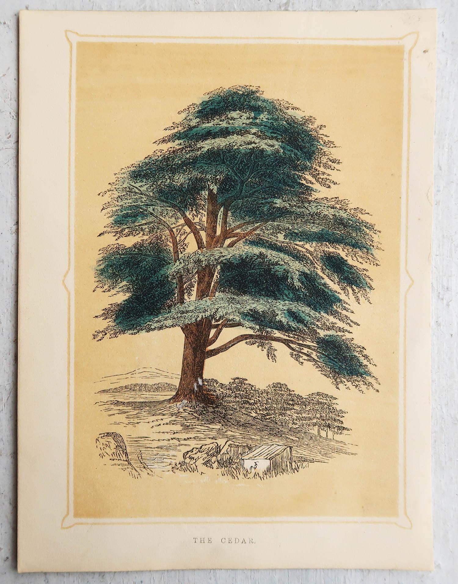 Set of 12 Original Antique Prints of Trees, circa 1850 4