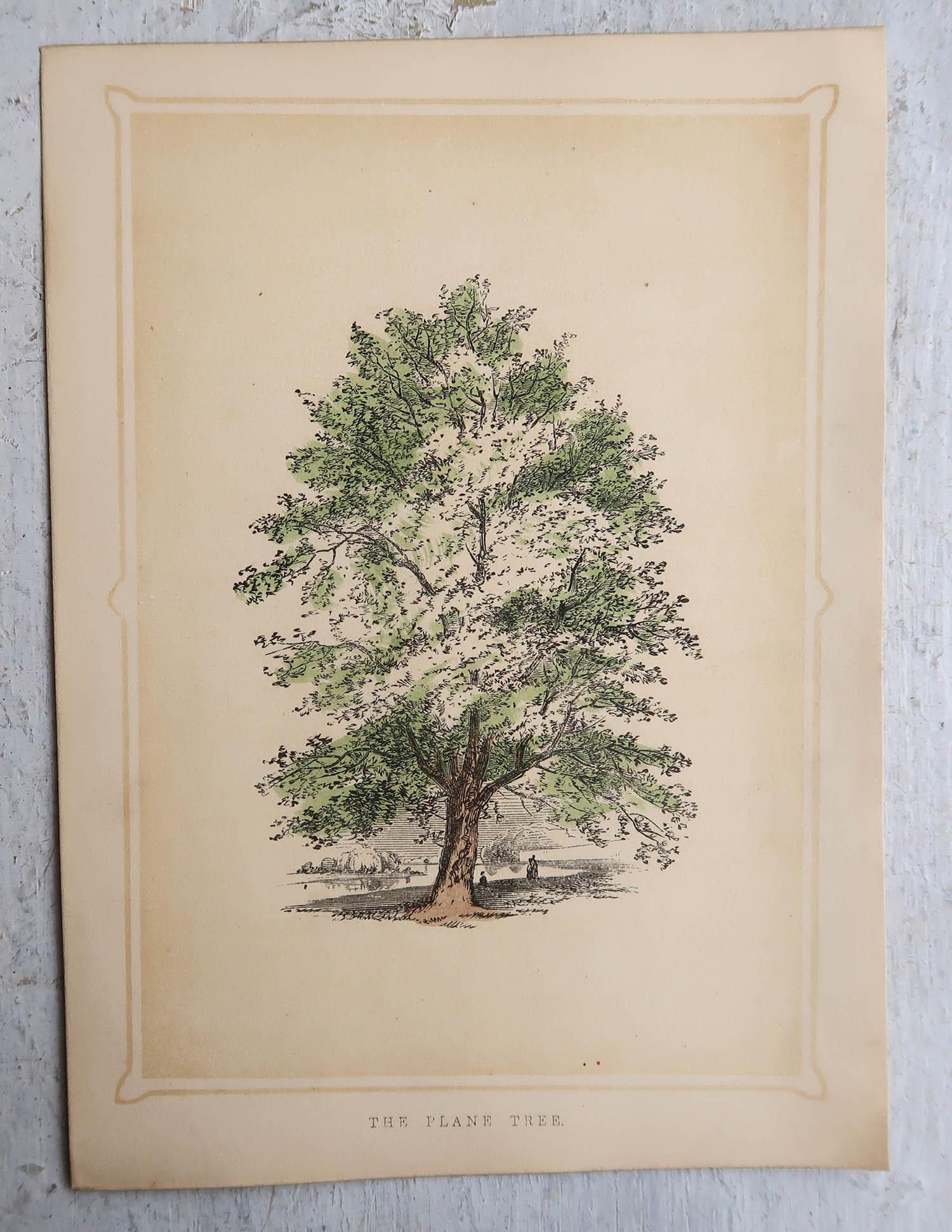 Victorian Set of 12 Original Antique Prints of Trees, circa 1850