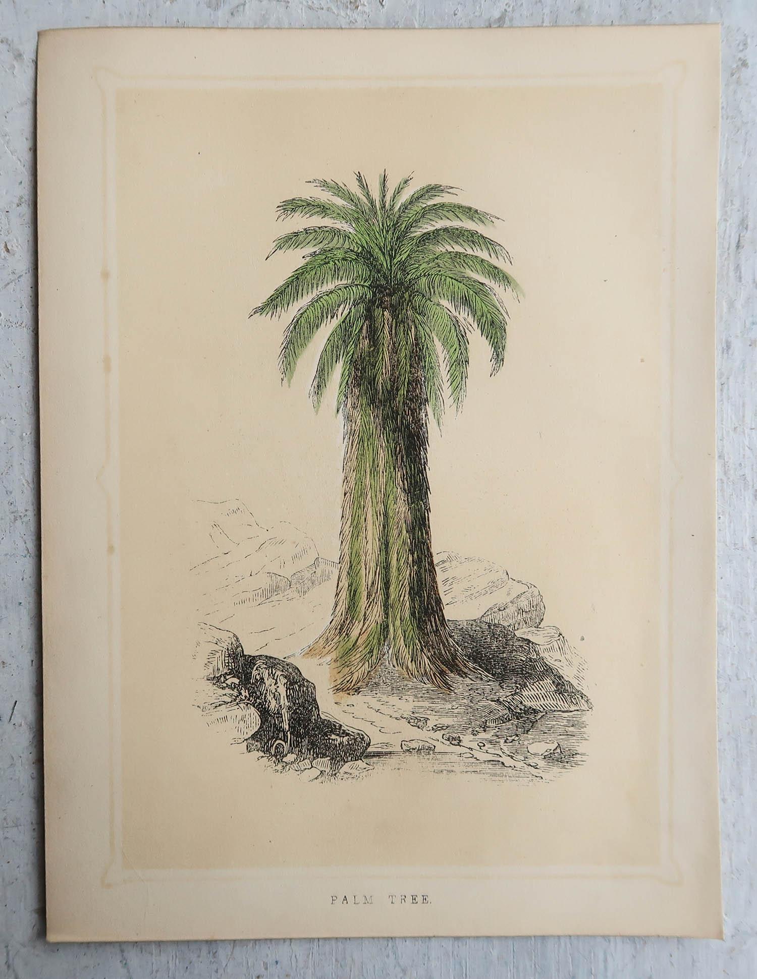 English Set of 12 Original Antique Prints of Trees, circa 1850