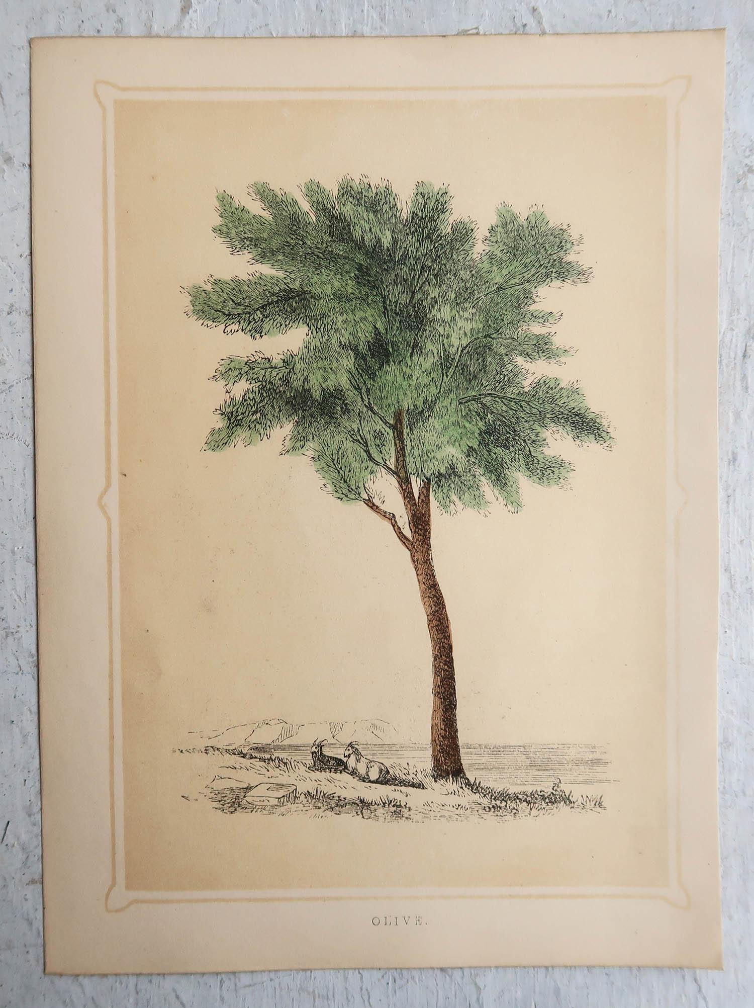 Other Set of 12 Original Antique Prints of Trees, circa 1850
