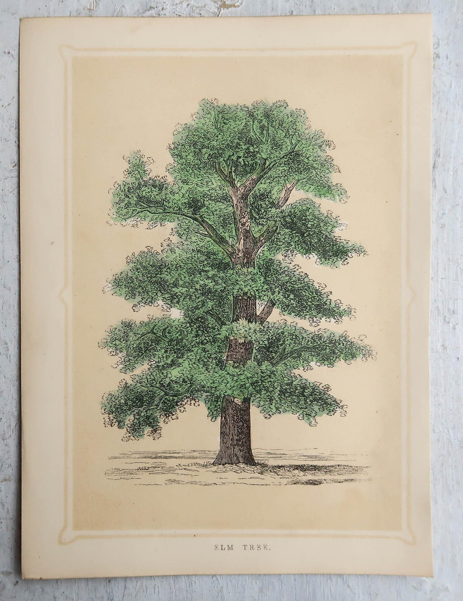 Set of 12 Original Antique Prints of Trees, circa 1850 In Good Condition In St Annes, Lancashire