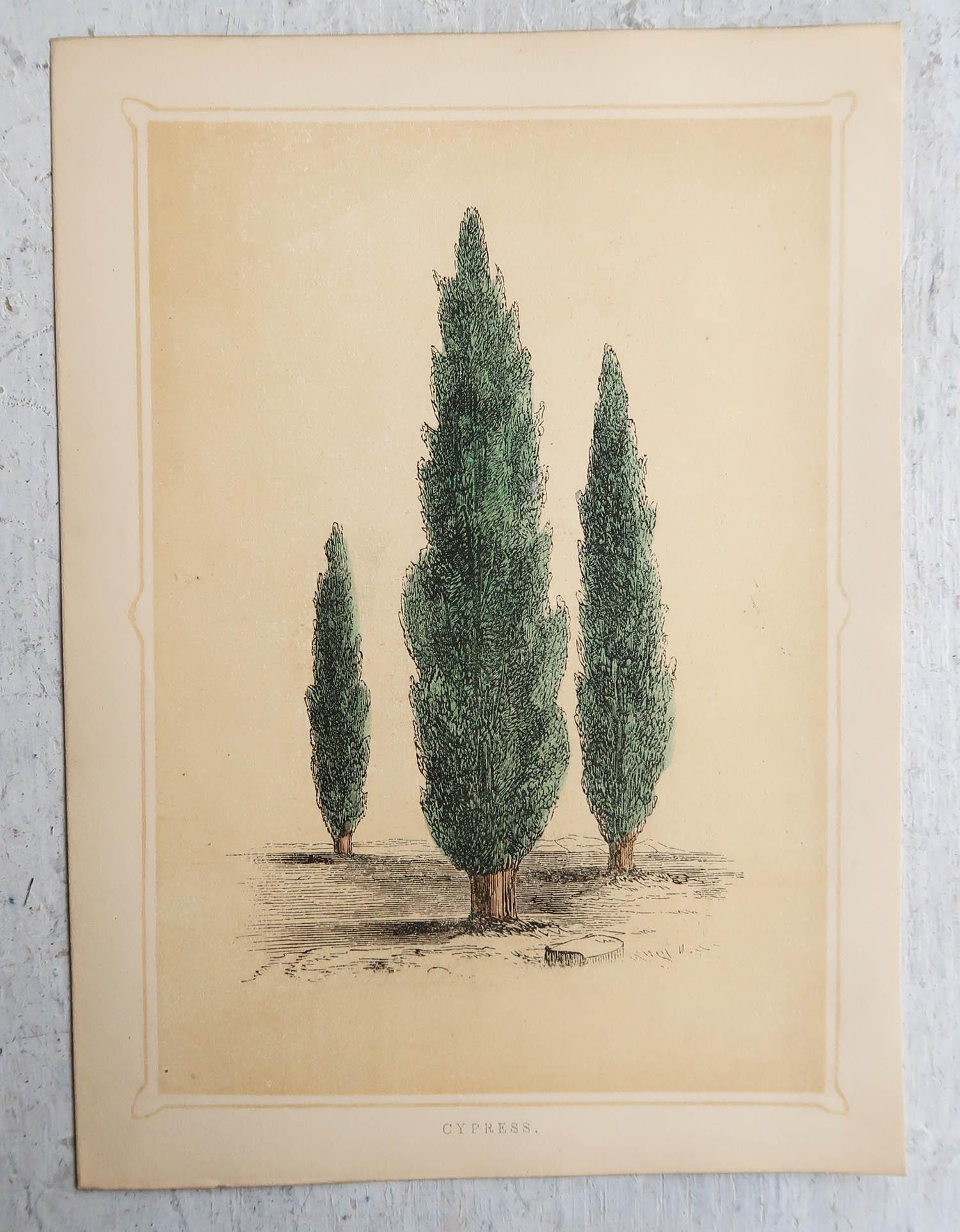Late 19th Century Set of 12 Original Antique Prints of Trees, circa 1850