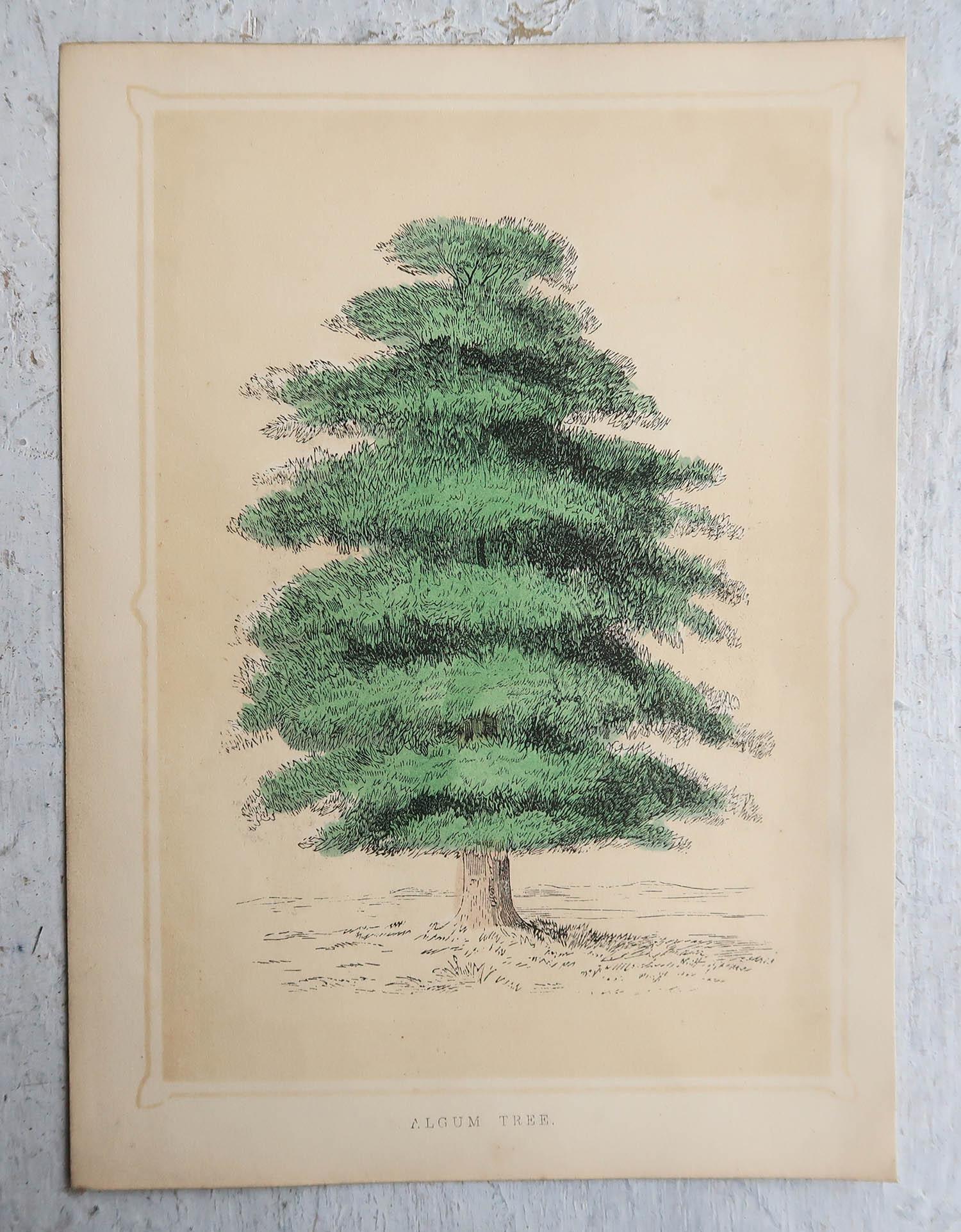 Paper Set of 12 Original Antique Prints of Trees, circa 1850