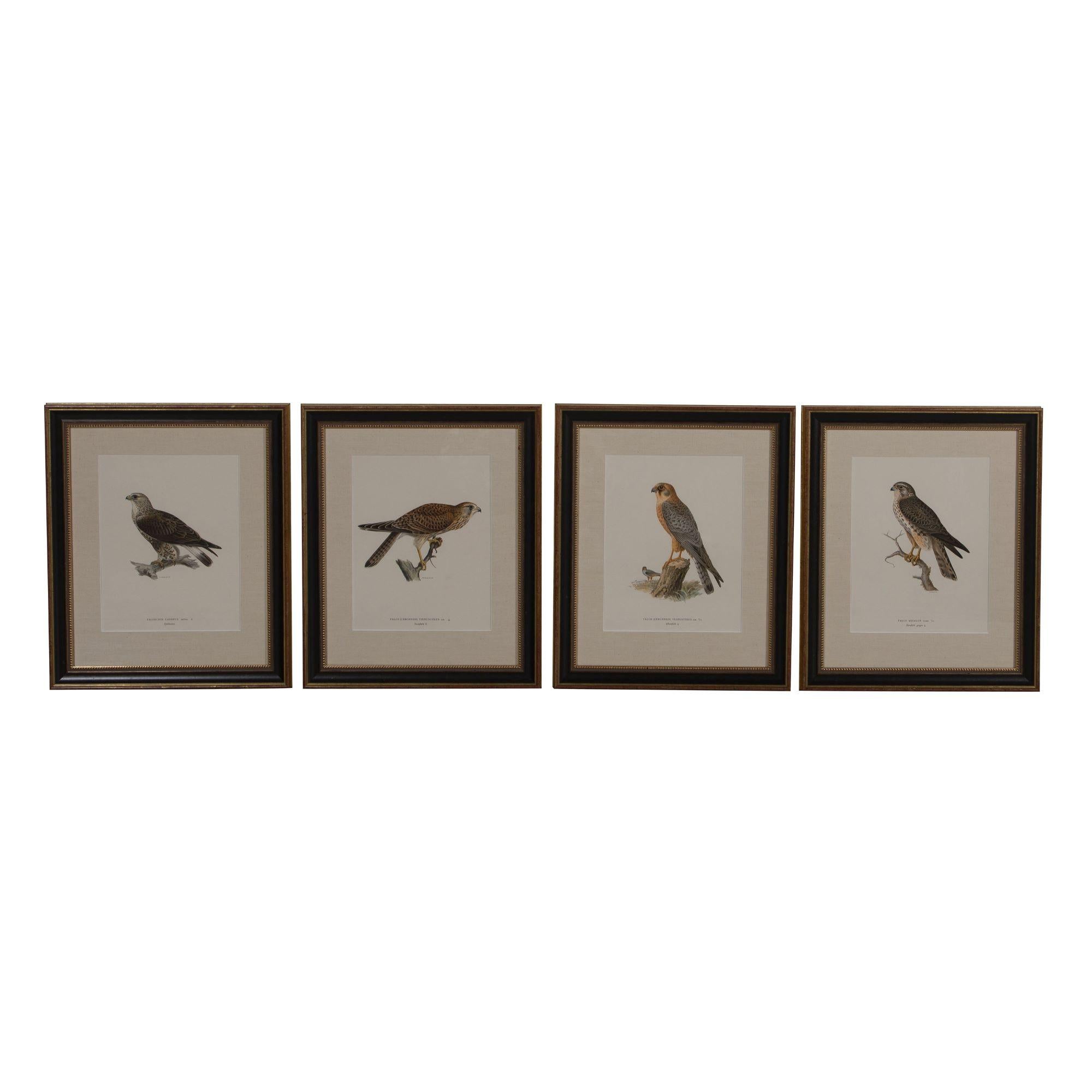 This collection of Swedish birds of prey is by the Finnish artists Magnus von Wright (1805-1868) and Wilhelm von Wright (1810-1887) who were well known in the 1800s as both artists and ornithologists. They captured details and colors not previously