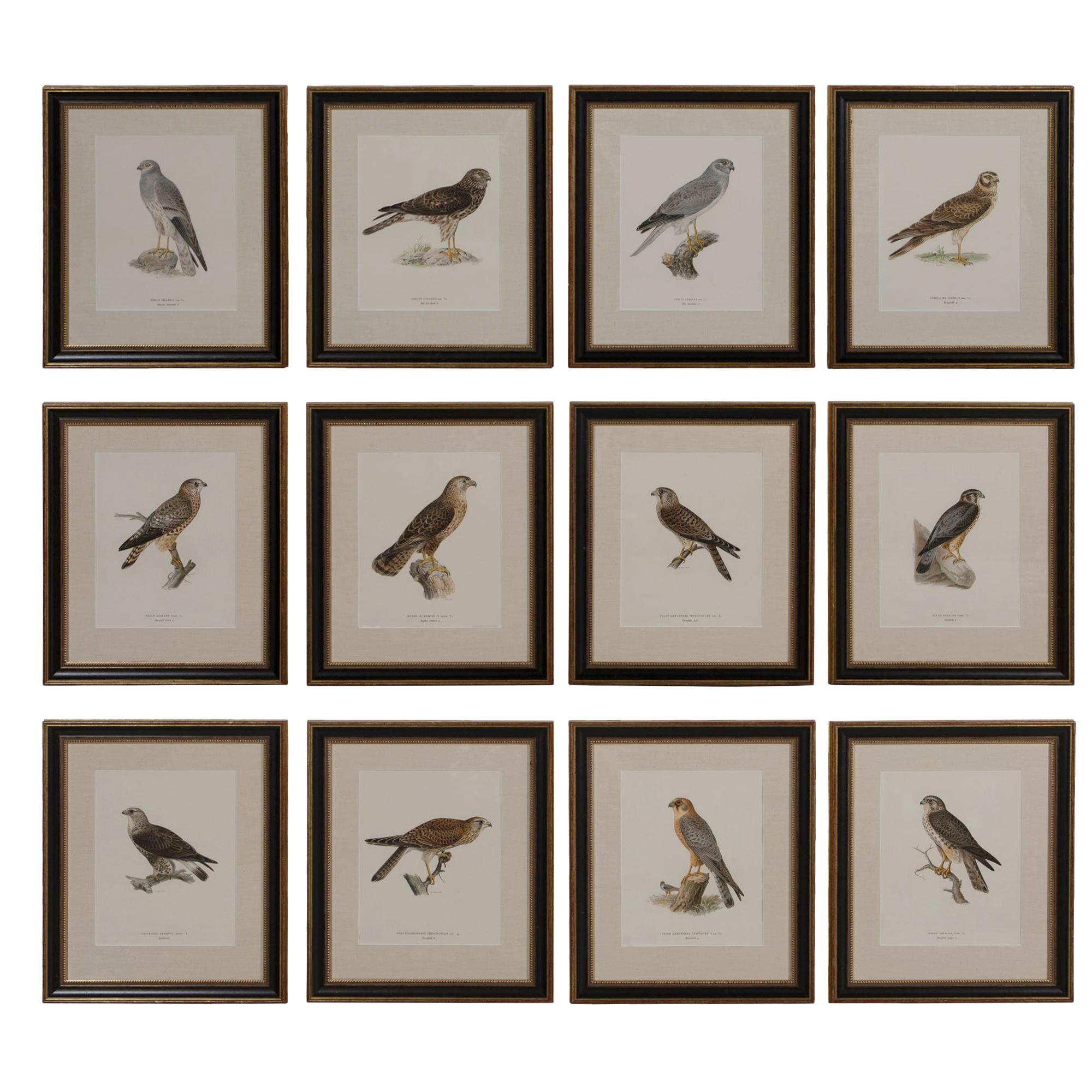 Set of 12 Swedish Chromolithographs of Birds of Prey