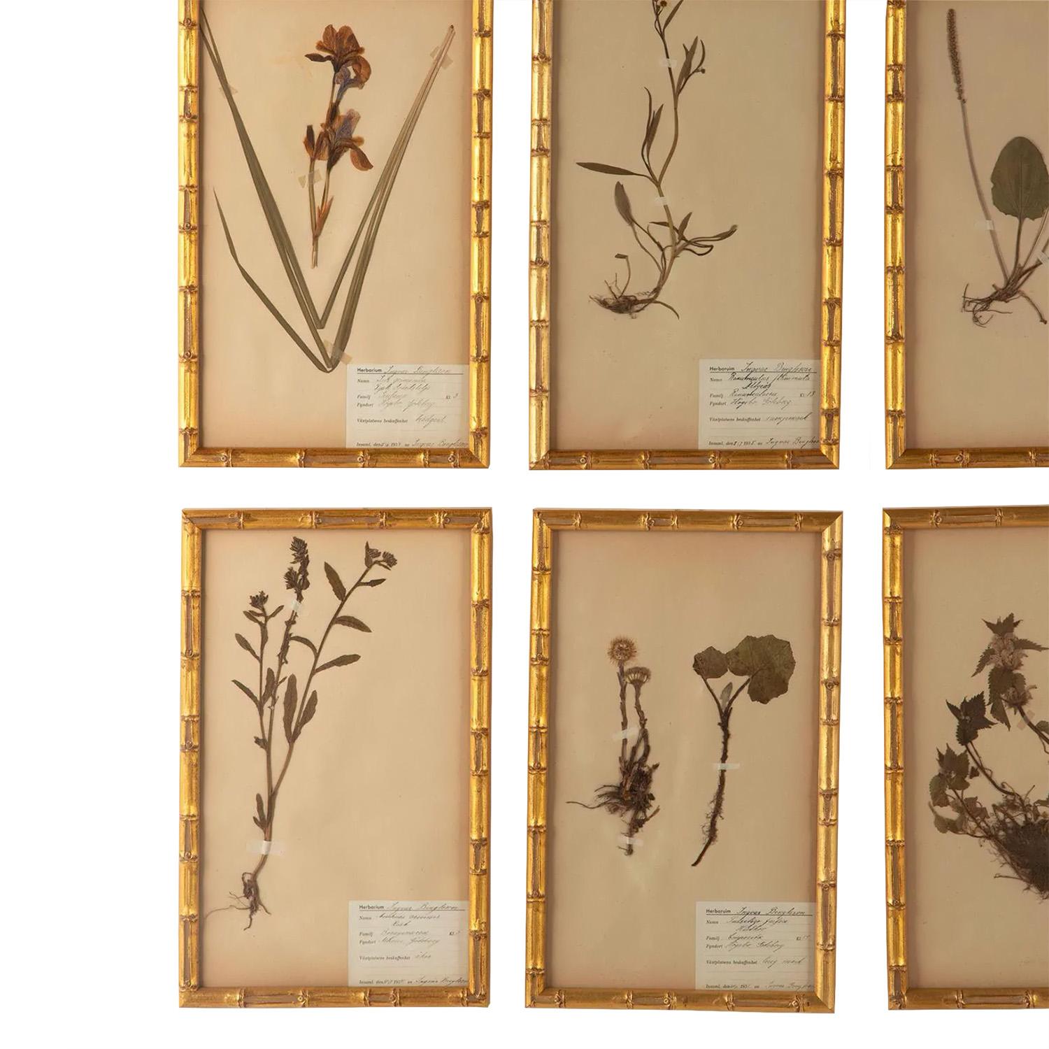 19th Century Set of 12 Swedish Herbariums 1930s