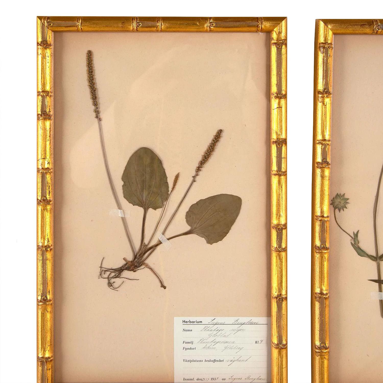 Paper Set of 12 Swedish Herbariums 1930s