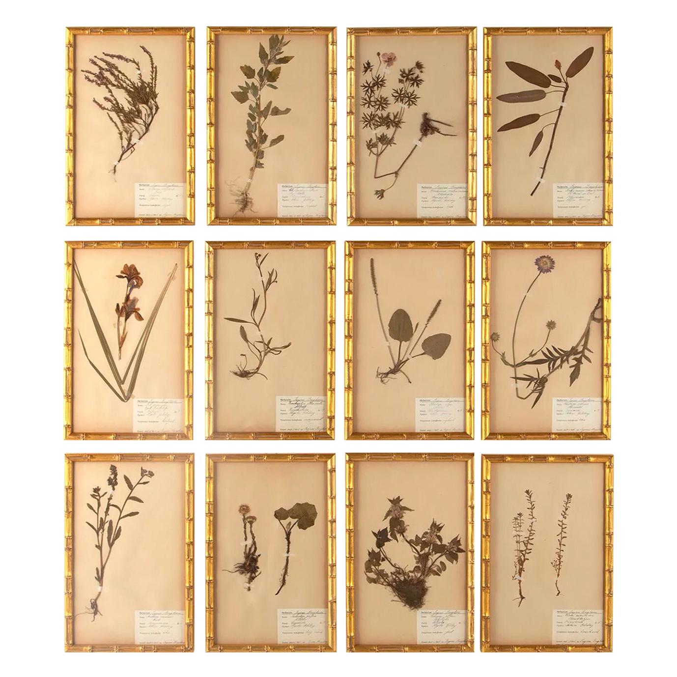 Set of 12 Swedish Herbariums 1930s