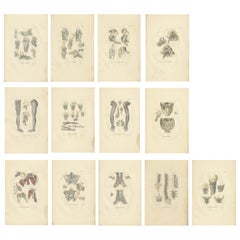Set of 13 Antique Anatomy Prints of Ligaments and Joints, 1839