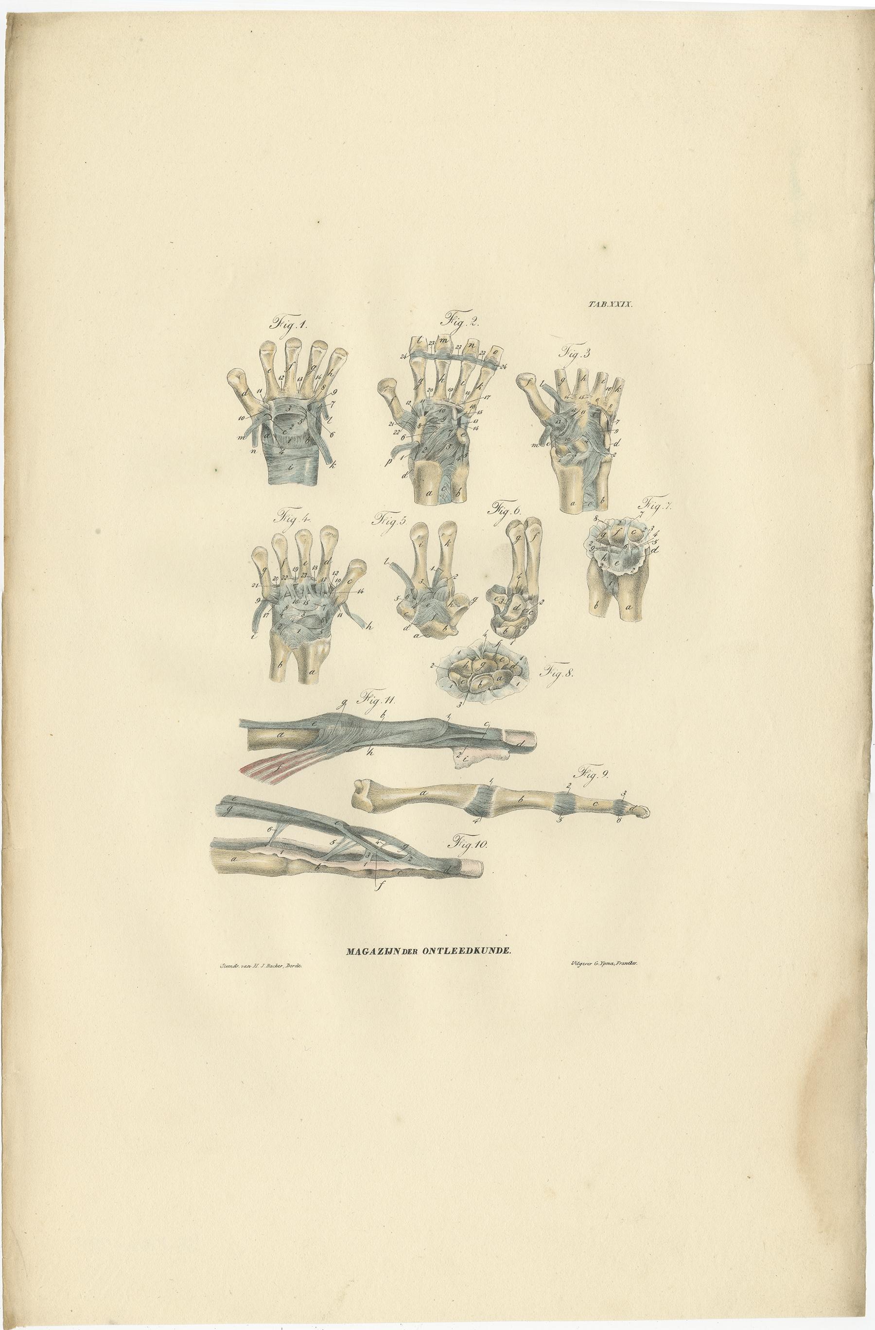 Set of 13 Antique Anatomy Prints of Ligaments and Joints, 1839 For Sale 5
