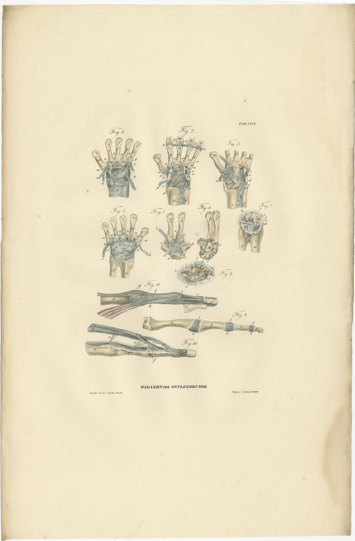 Set of 13 Antique Anatomy Prints of Ligaments and Joints, 1839