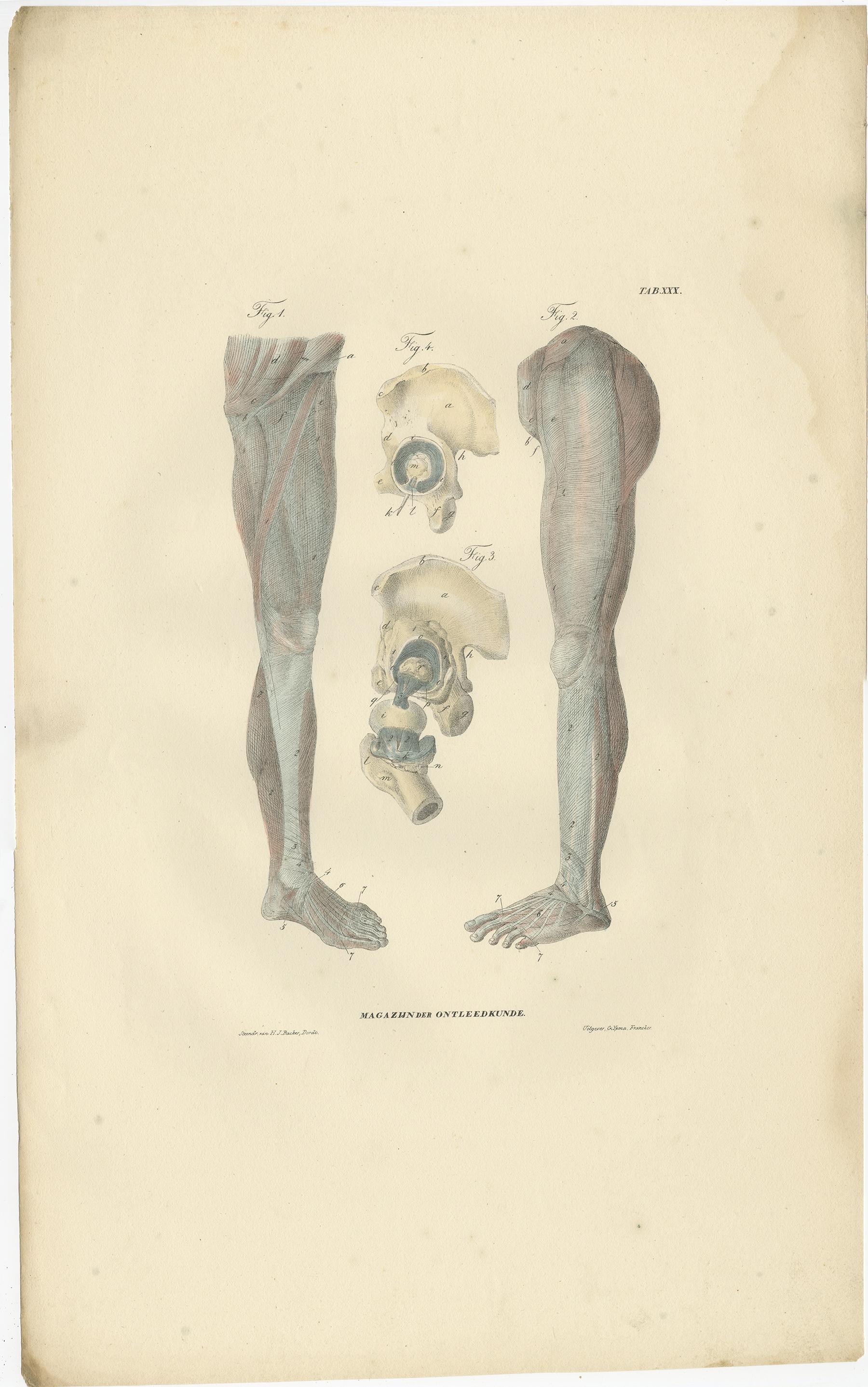Set of 13 Antique Anatomy Prints of Ligaments and Joints, 1839 For Sale 6