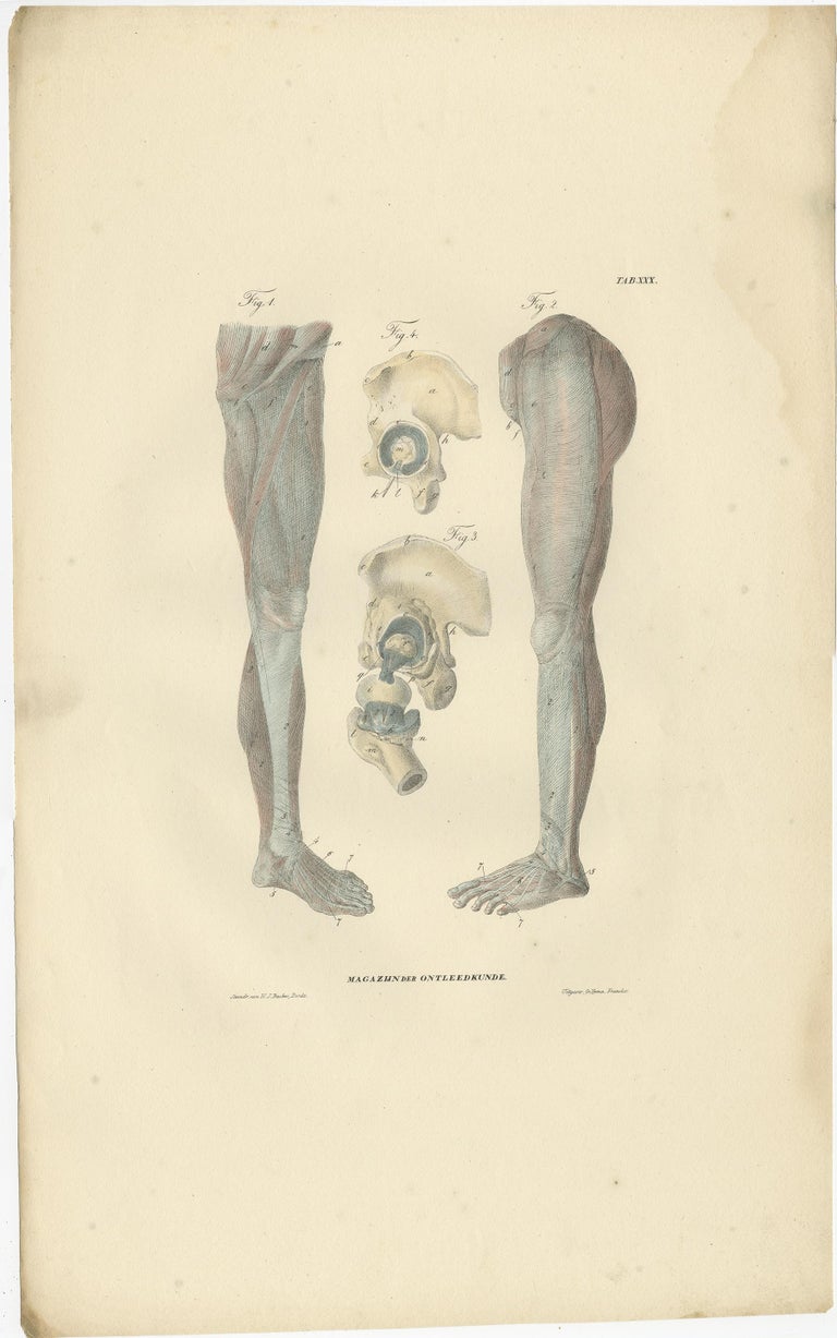 Set of 13 Antique Anatomy Prints of Ligaments and Joints, 1839 For Sale ...