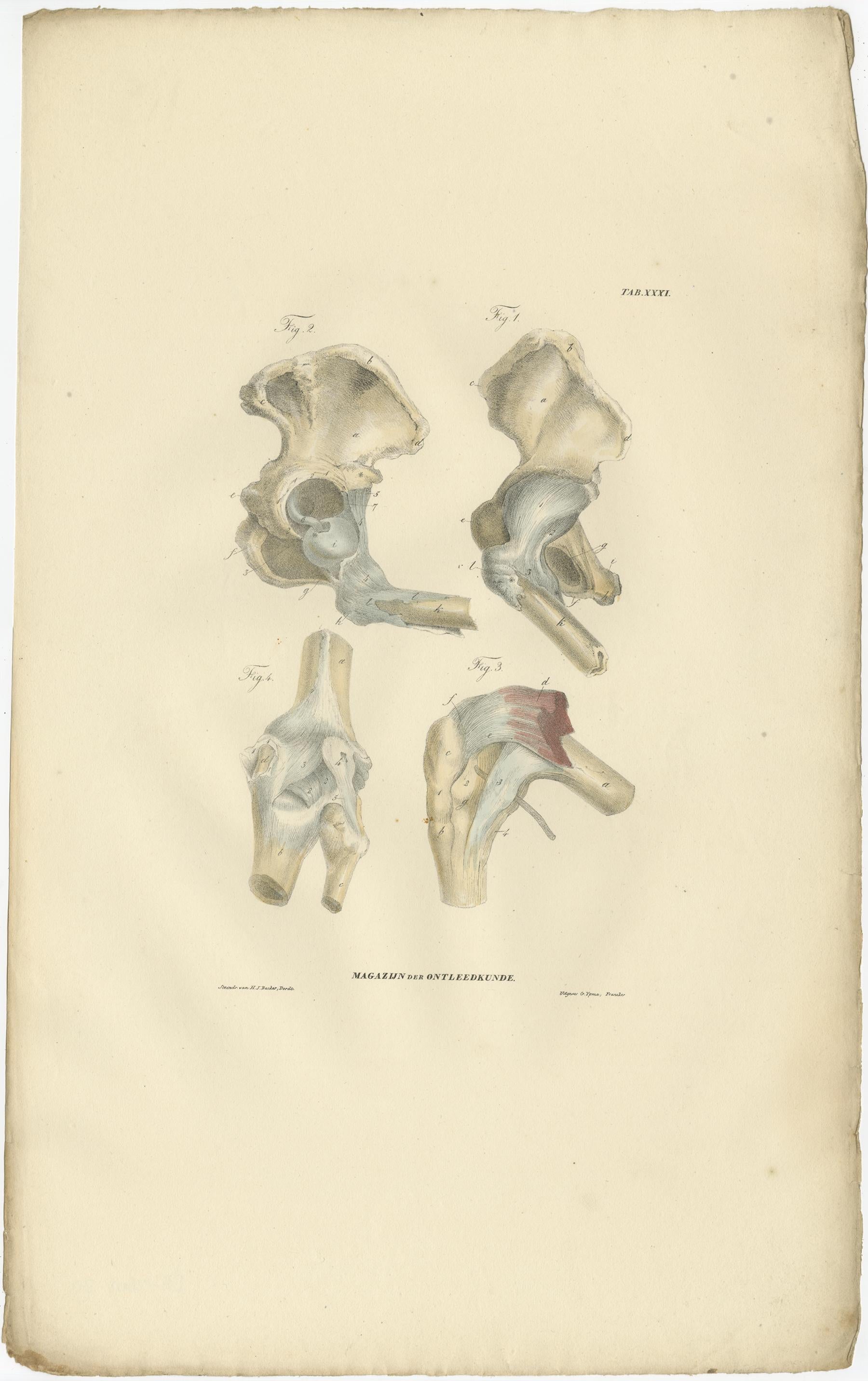 Set of 13 Antique Anatomy Prints of Ligaments and Joints, 1839 For Sale 7