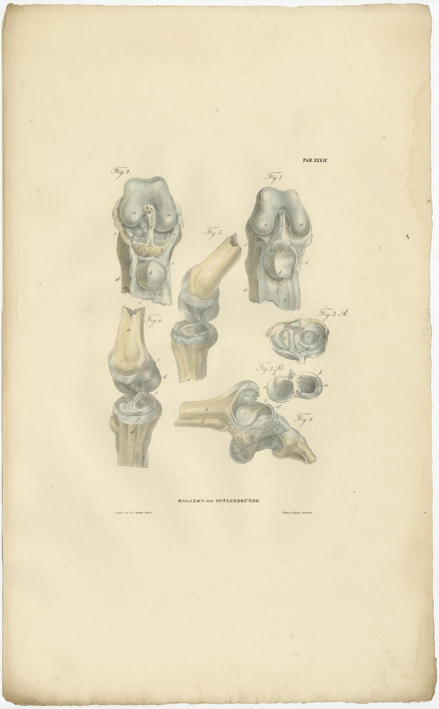 Set of 13 Antique Anatomy Prints of Ligaments and Joints, 1839 For Sale 8