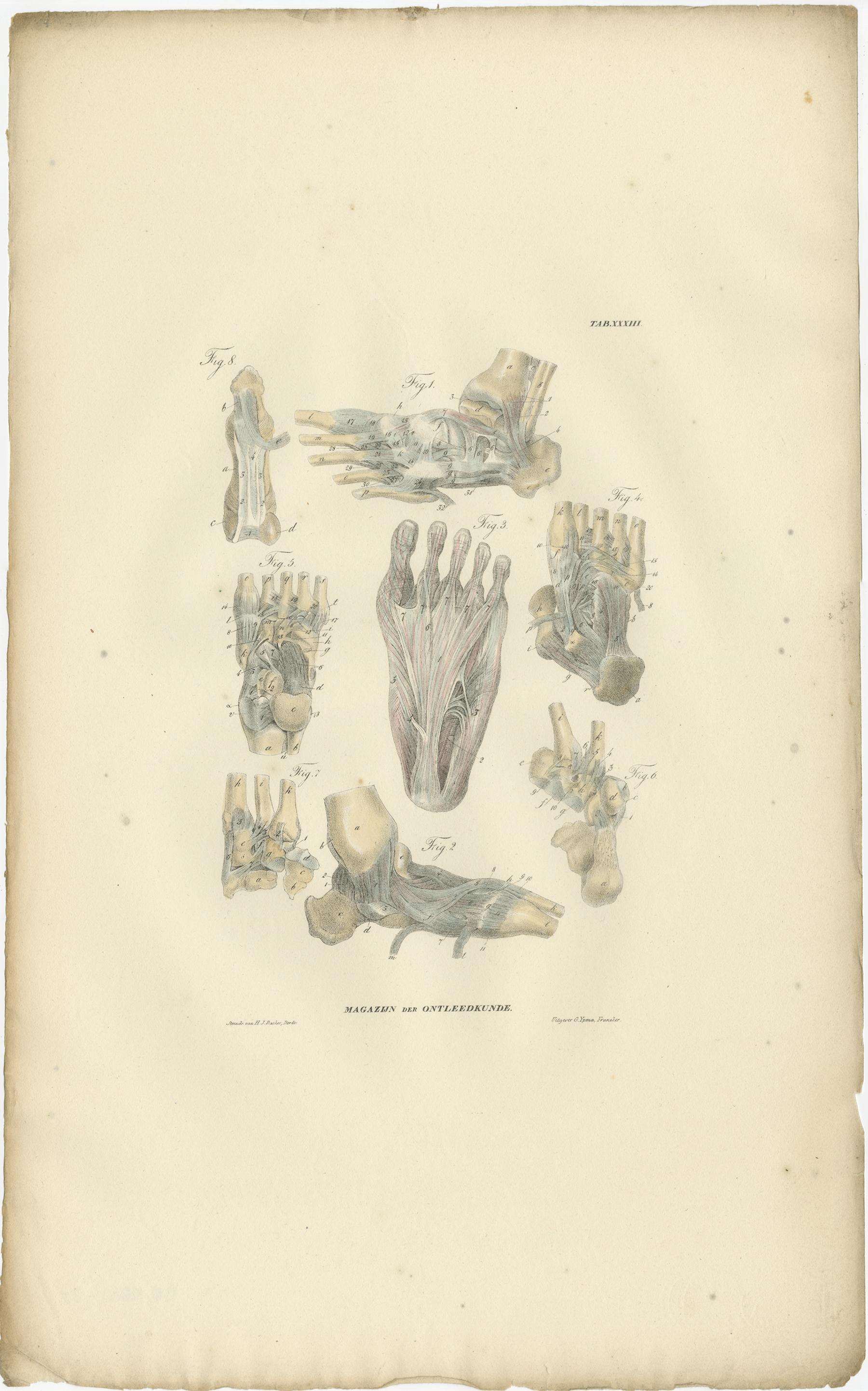 Set of 13 Antique Anatomy Prints of Ligaments and Joints, 1839 For Sale 9
