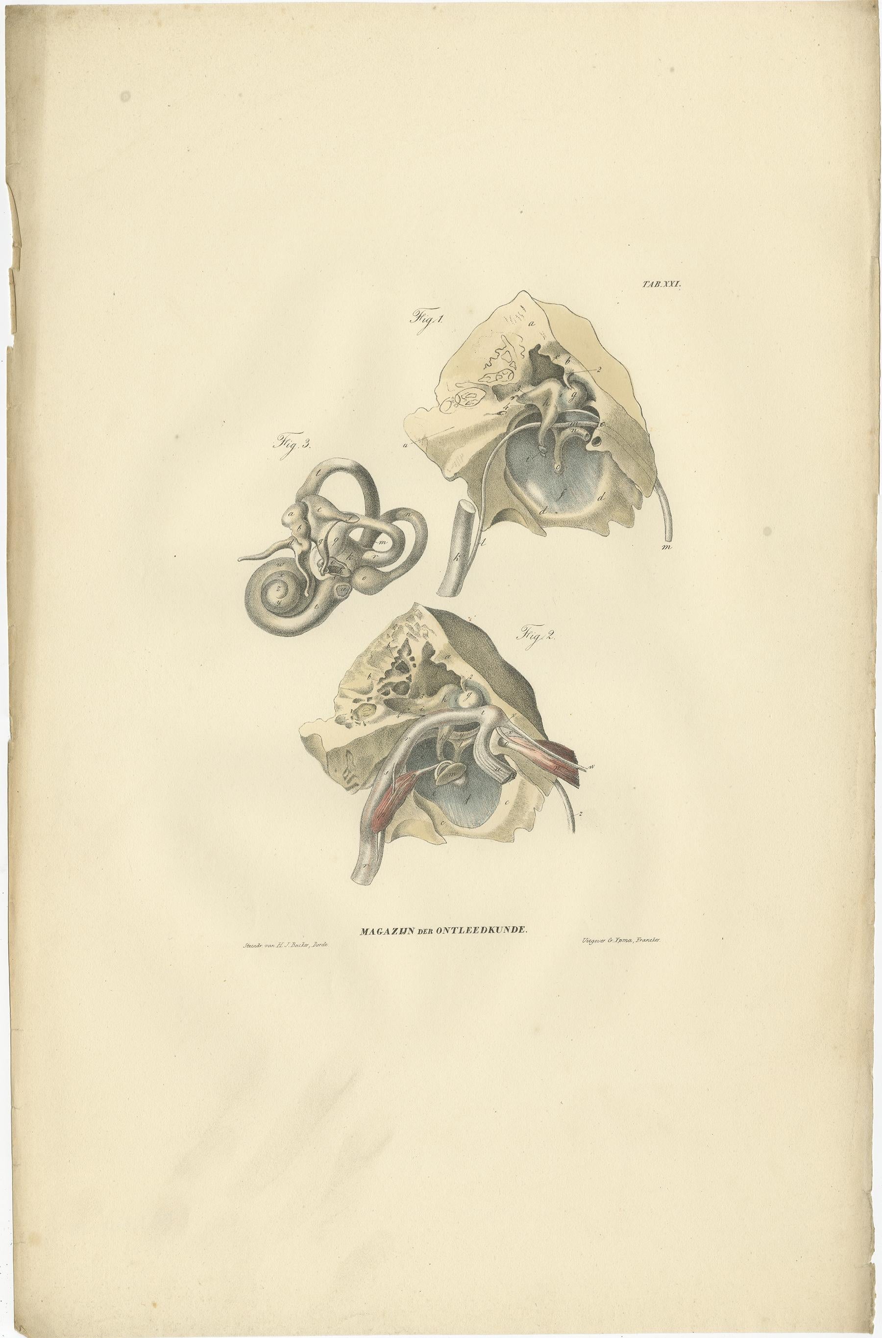 Set of 13 antique anatomy prints of ligaments and joints. These prints originate from 'Magazijn van ontleedkunde' by Dr. Th. Richter. Published 1839.